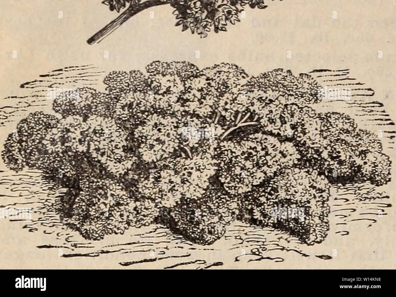 adaptaciones de campiones de musgo