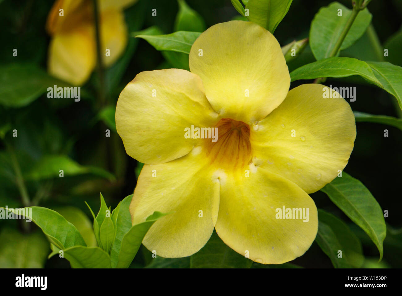 Hermosa Flor Amarilla única cerca de imagen HD Foto de stock