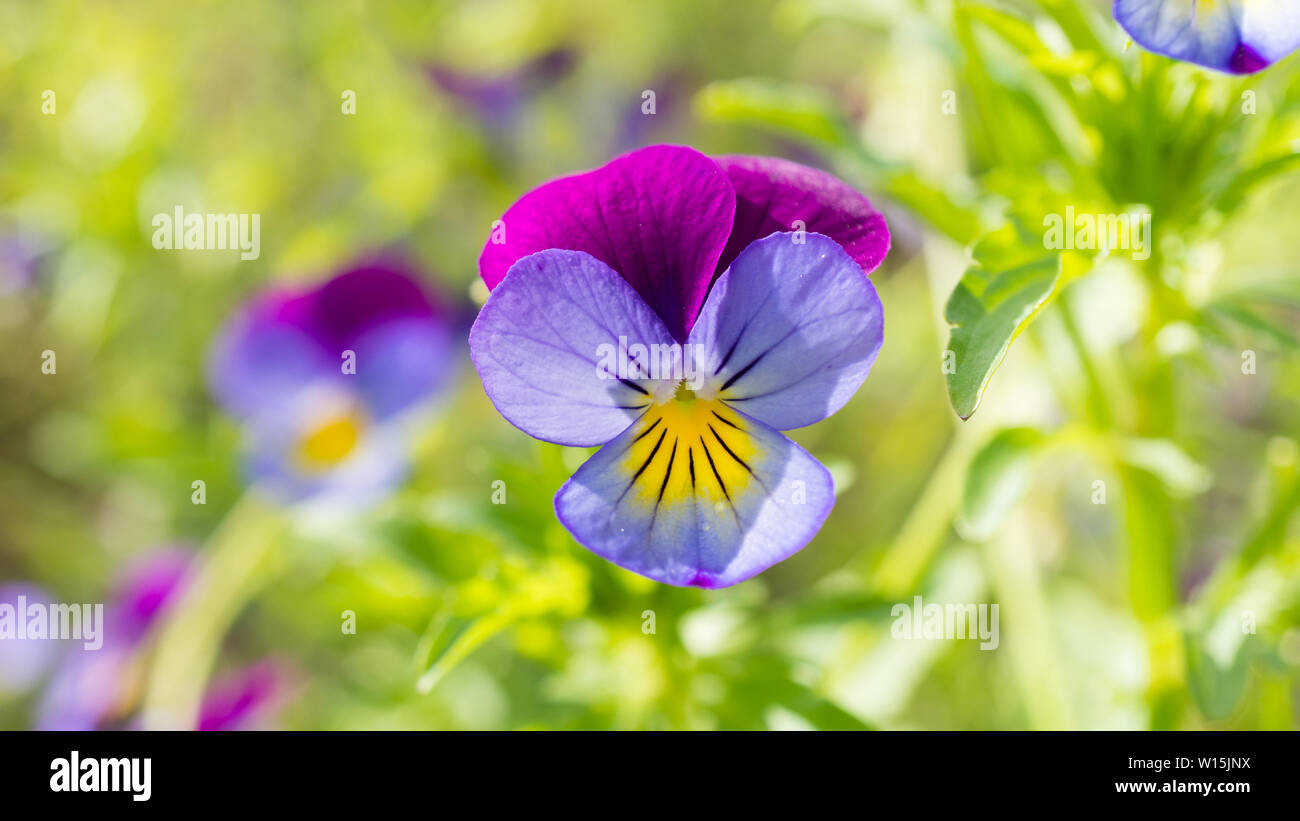 Púrpura, amarillo, campo de violetas jardín exterior Foto de stock