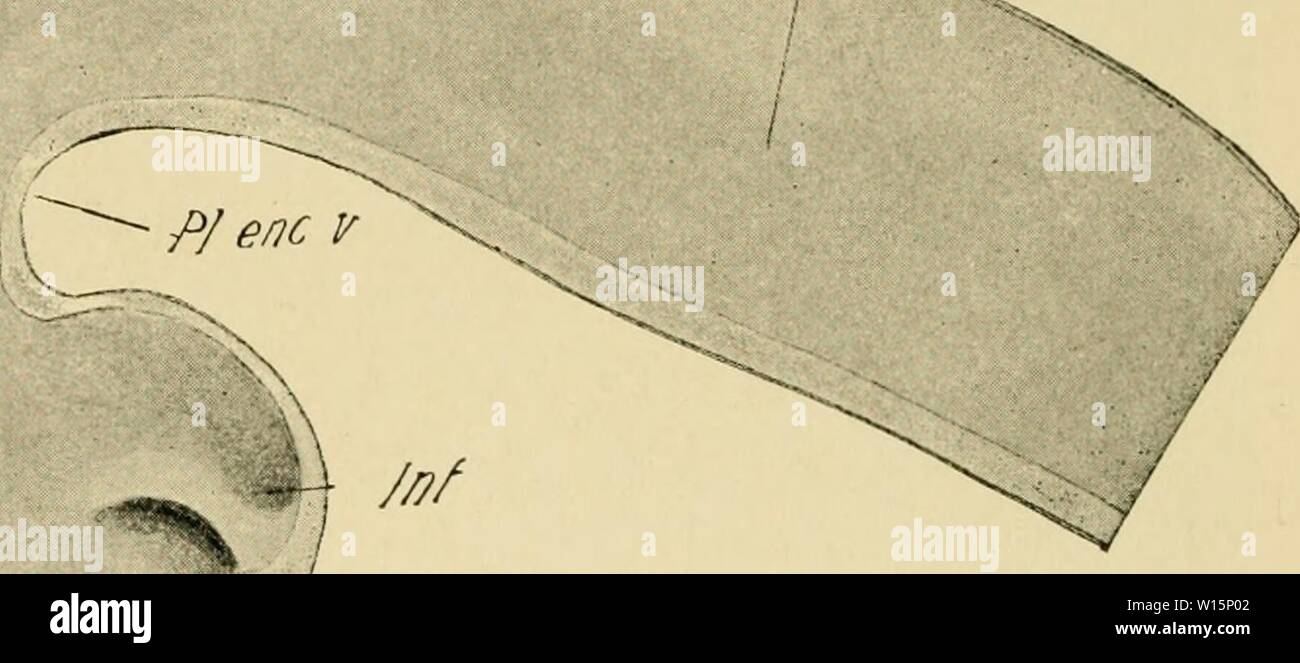 Imagen de archivo de la página 171 del desarrollo del pollito. El desarrollo del Pollito : una introducción a la embriología . developmentofchi02lill Año: 1936 MieJenc Foto de stock