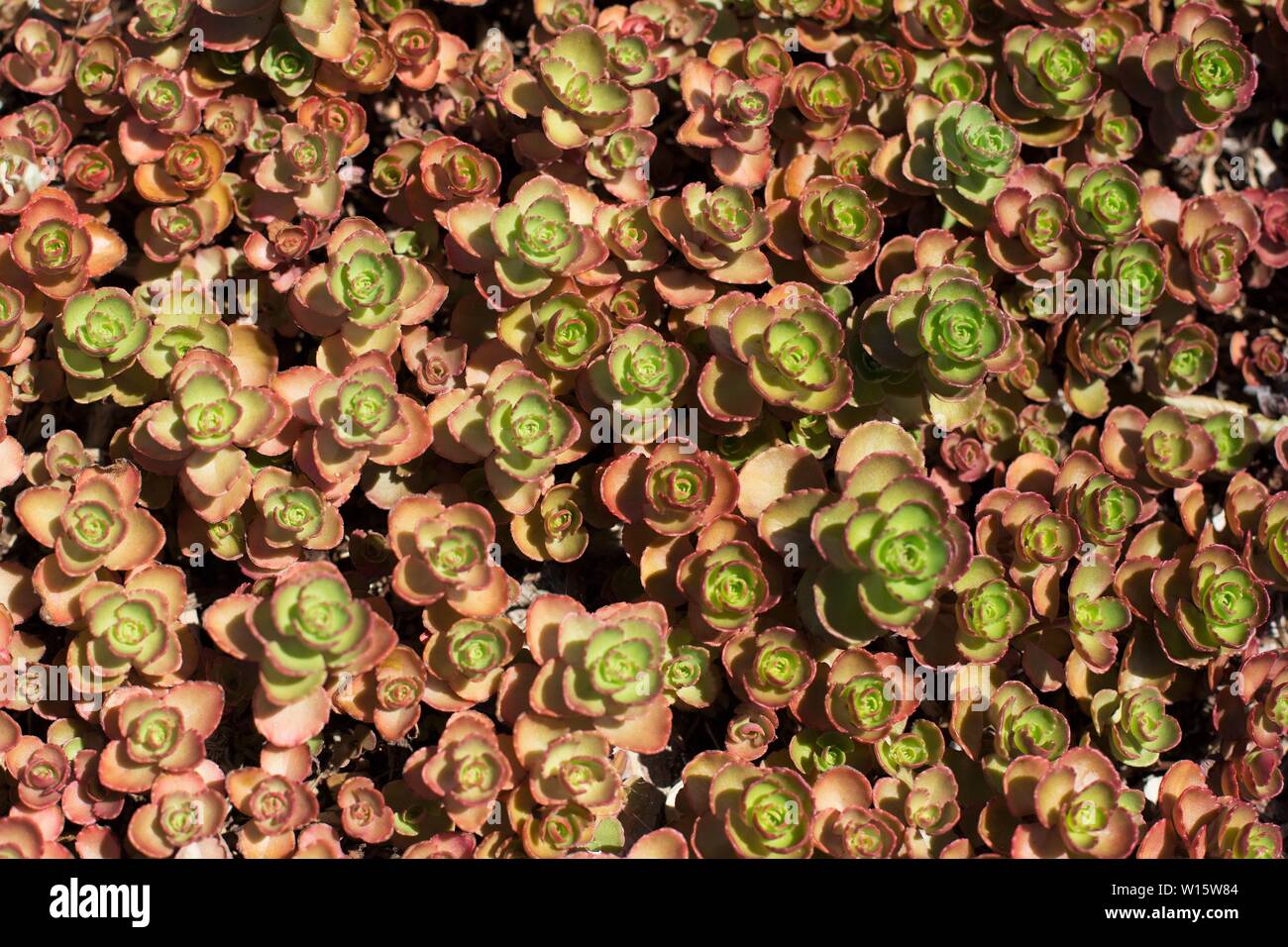 Sedum Dragon S Blood Fotos E Imagenes De Stock Alamy