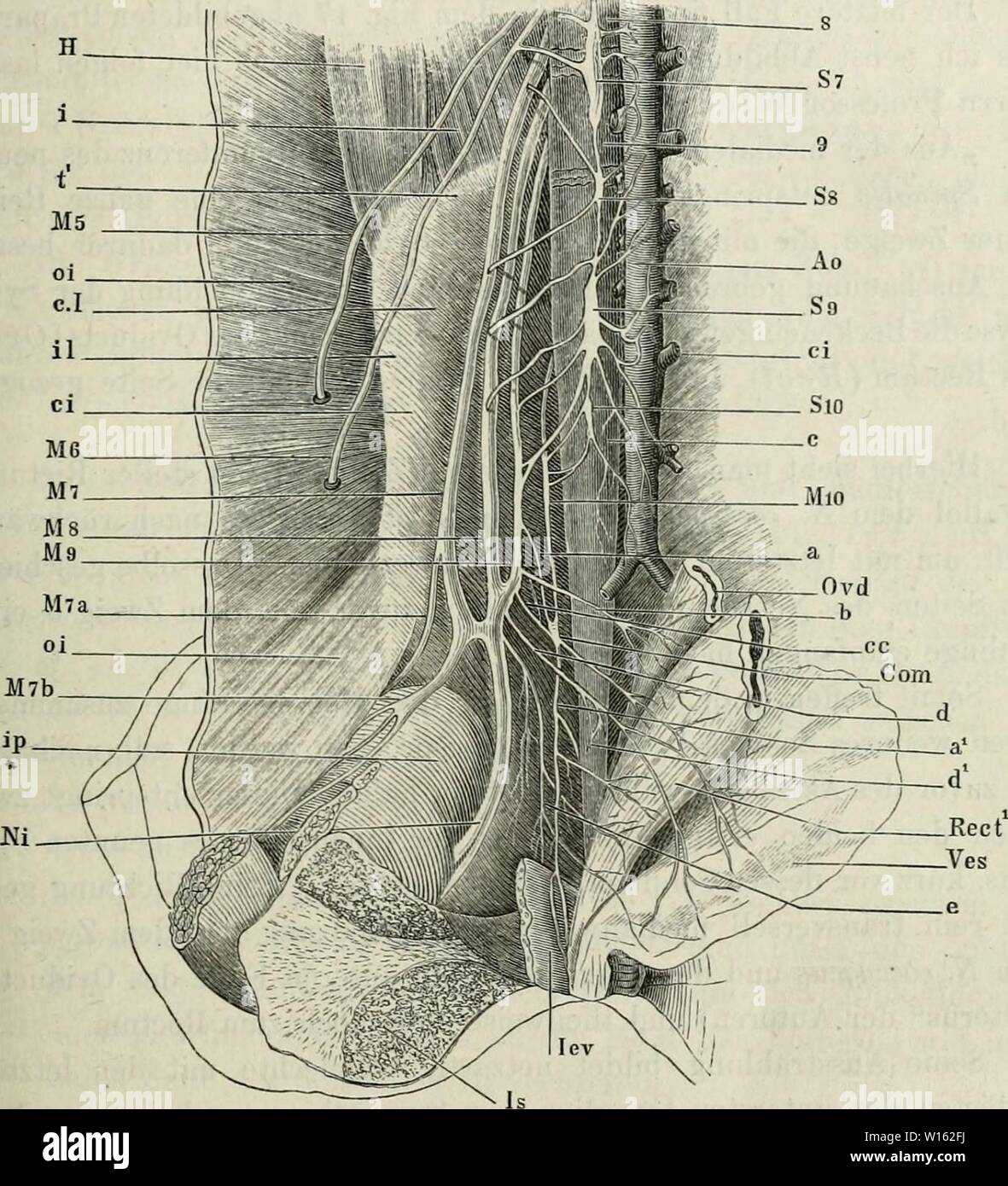 Imagen de archivo de la página 204 de Die Anatomie des Frosches . Die Anatomie des Frosches : Ein Handbuch, . dieanatomiedesfr64ecke Año: 1864-82 Spinalnerven. 47 3. An die Blas (VES) [D, Fig. 17]. 4. An den 31. levator anl (LEV) [a. 5. Un das Lympliherz. Dieser Ast vorderen verläuft am Rand des M. lev. ani auf dessen Rückenfläche und durch die um- gebende Pigmentanhäu.fung gerade zum Lymphherzen. Die Verhältnisse dieses Geflechts, Wie Sie im im allgemeinen geschildert Vorhergehenden sind, zeigen nun aber äusserst zahlreiche va- Fig. 17. Plexus ischiococoygeus. (Nach einer Zeichnung von profesar Foto de stock