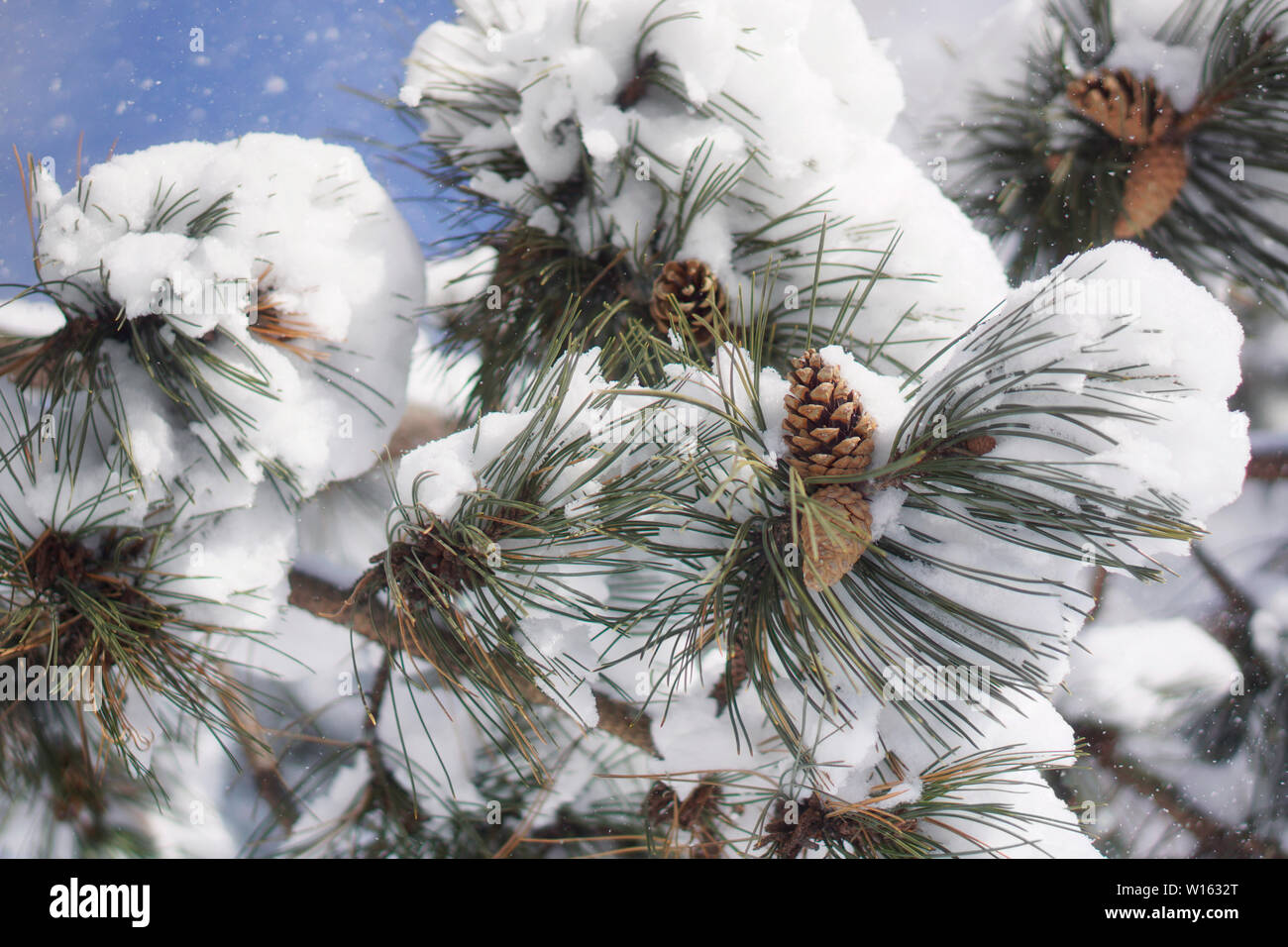 Los conos de pino con nieve, agujas de pino cubiertos con nieve, Escena de Invierno Foto de stock