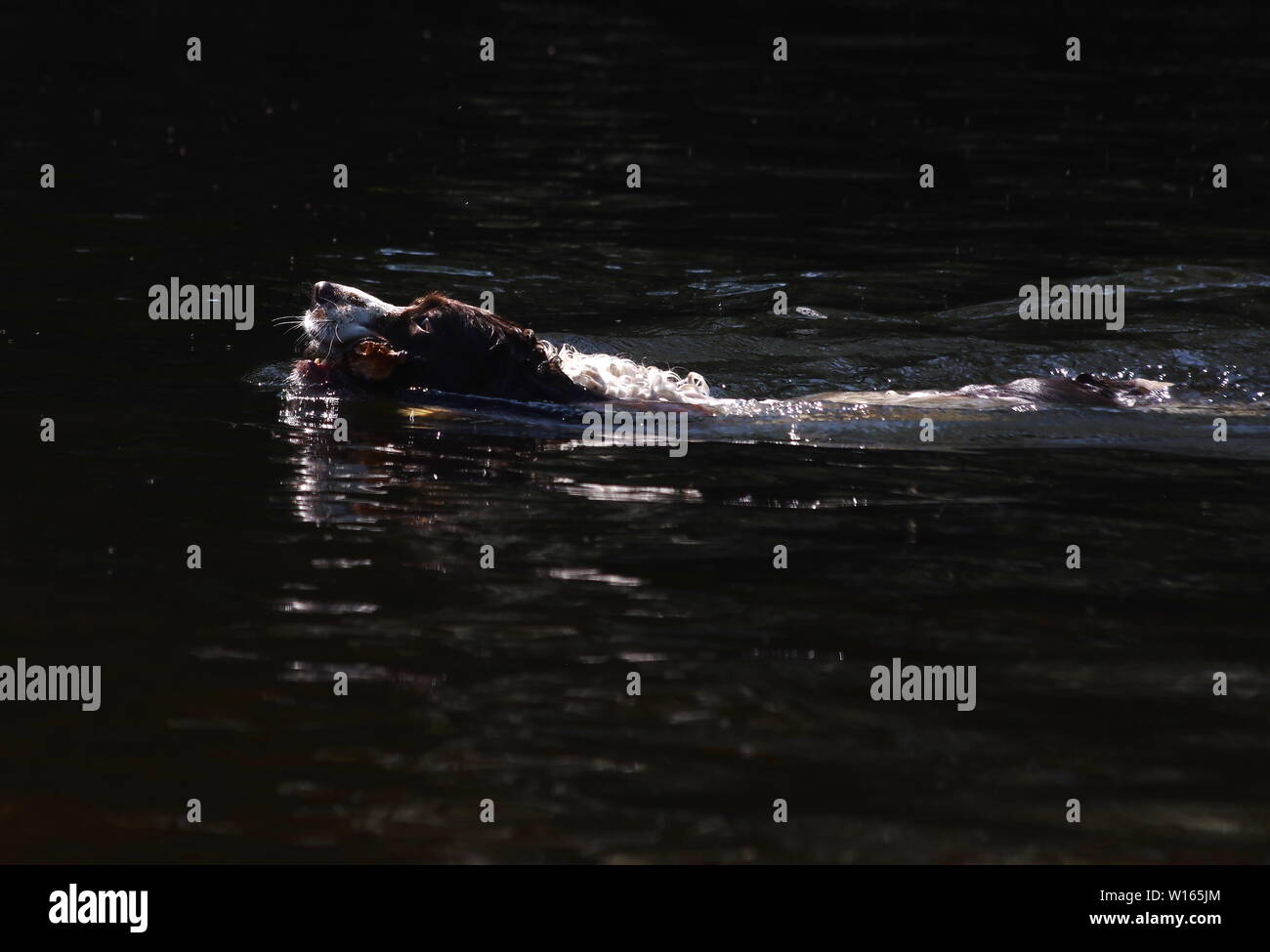 Springer Spaniel, nadar en el río. Foto de stock