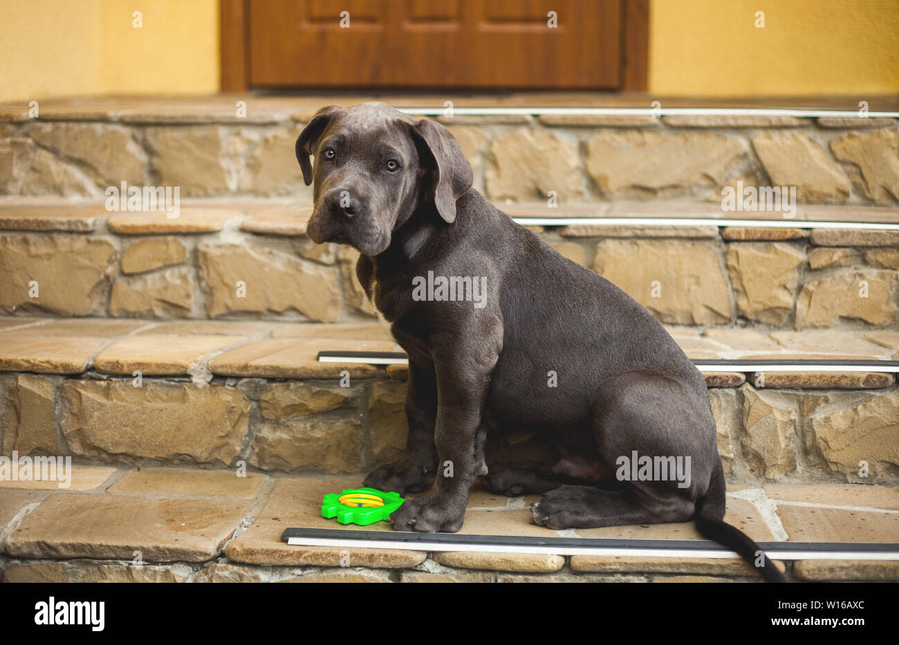 Lindo perrito corso caña sentarse fuera en el porche de la casa Foto de stock