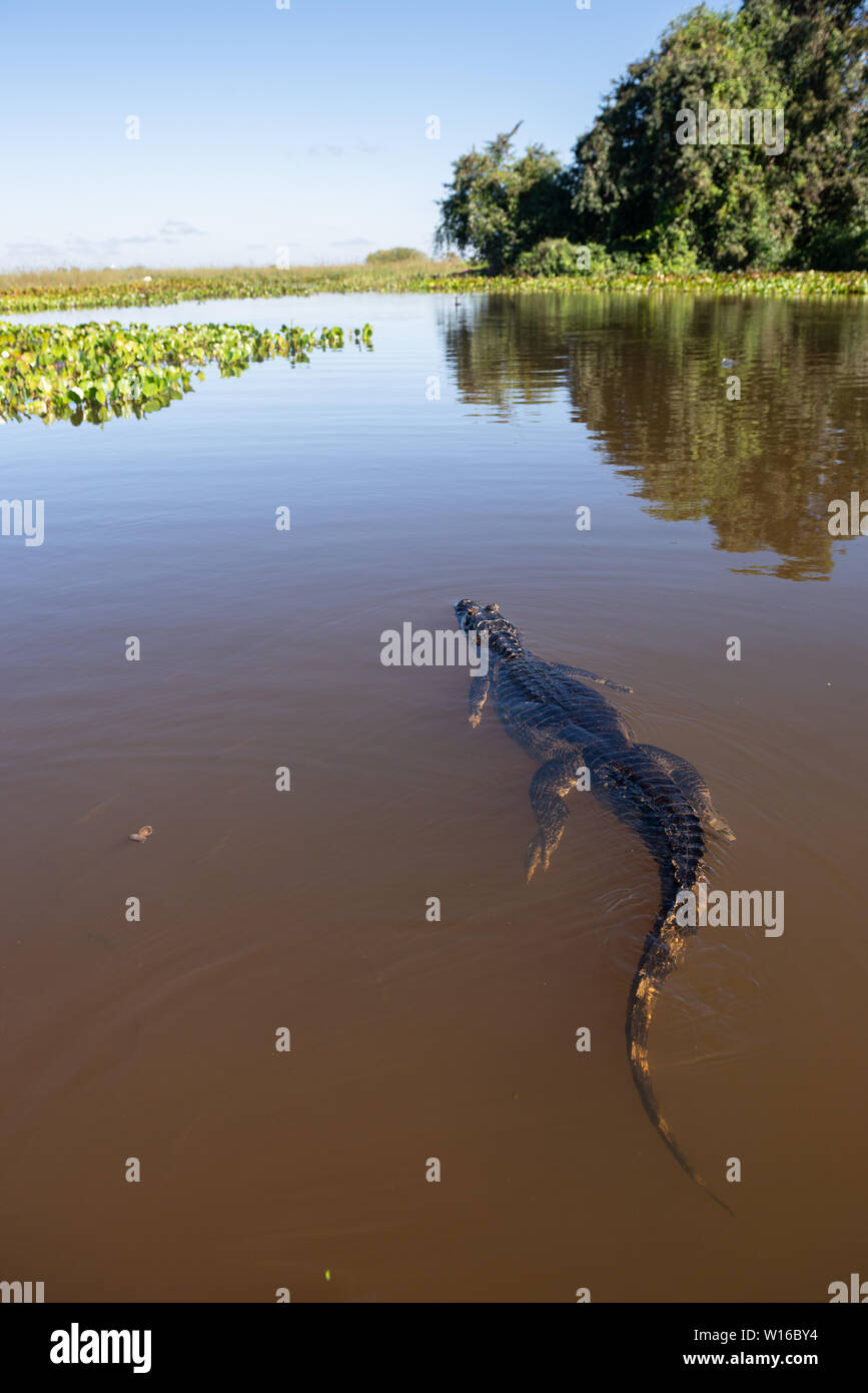 Un Pantanal Caiman nadando en el norte de Pantanal, Brasil Foto de stock