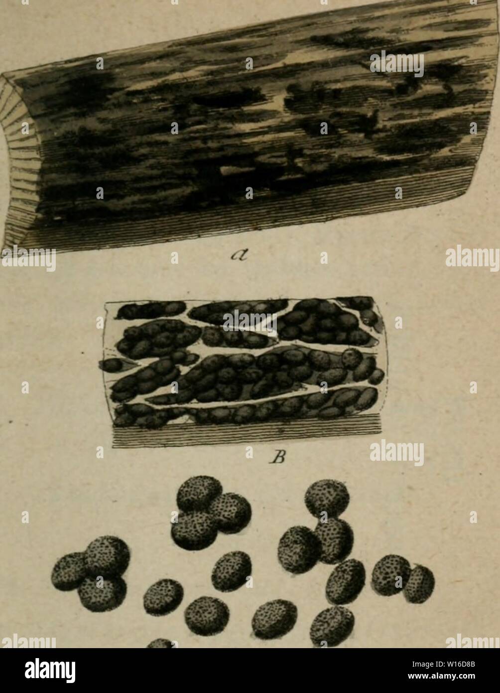 Imagen de archivo de la página 258 de Deutschlands Flora en Abbildungen nach. Deutschlands Flora en Abbildungen nach der Natur : mit Beschreibungen. 3. Abth. Die Pilze Deutschlands . deutschlandsflor23stu Año: 1817 sm 'i' Oo2p, ///.//y.r /nrA/n Cordi Foto de stock