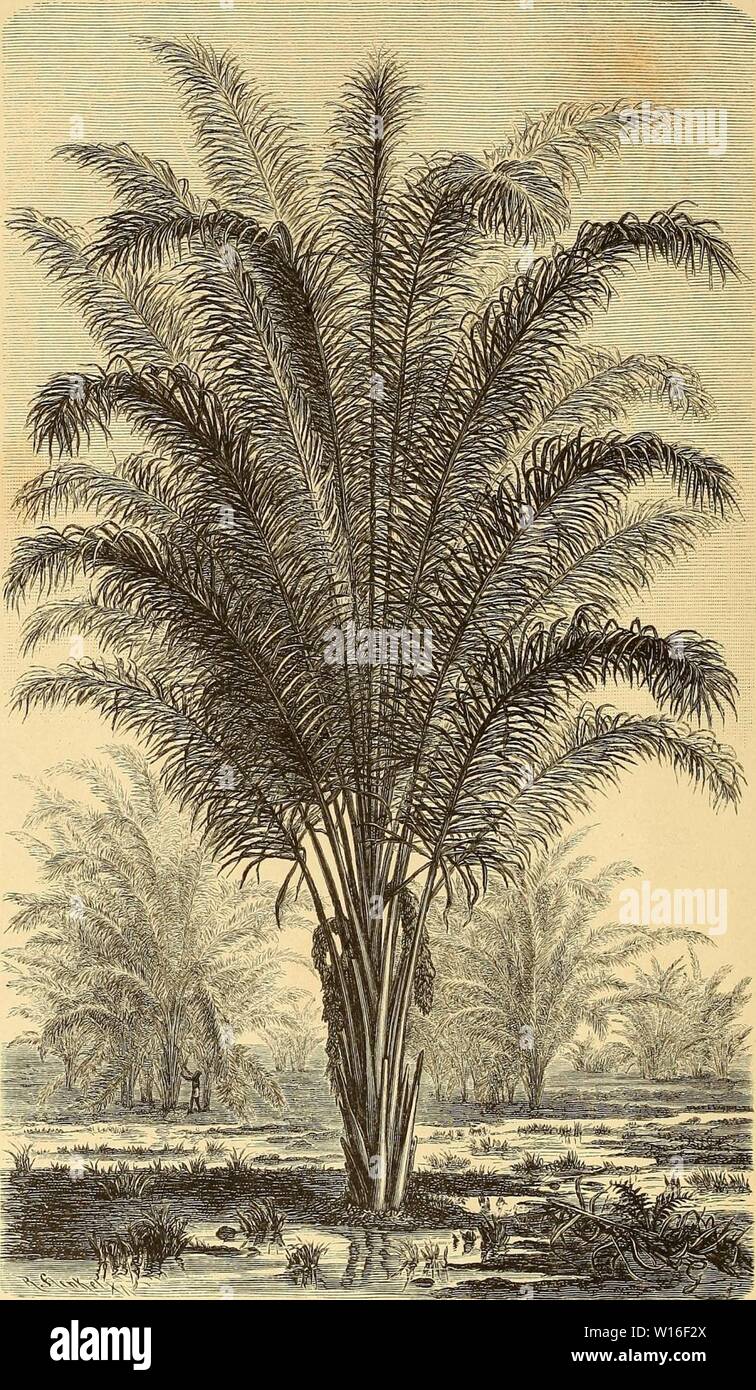 Imagen de archivo de la página 271 de Die Loango-Expedition ausgesandt von der. Foto de stock