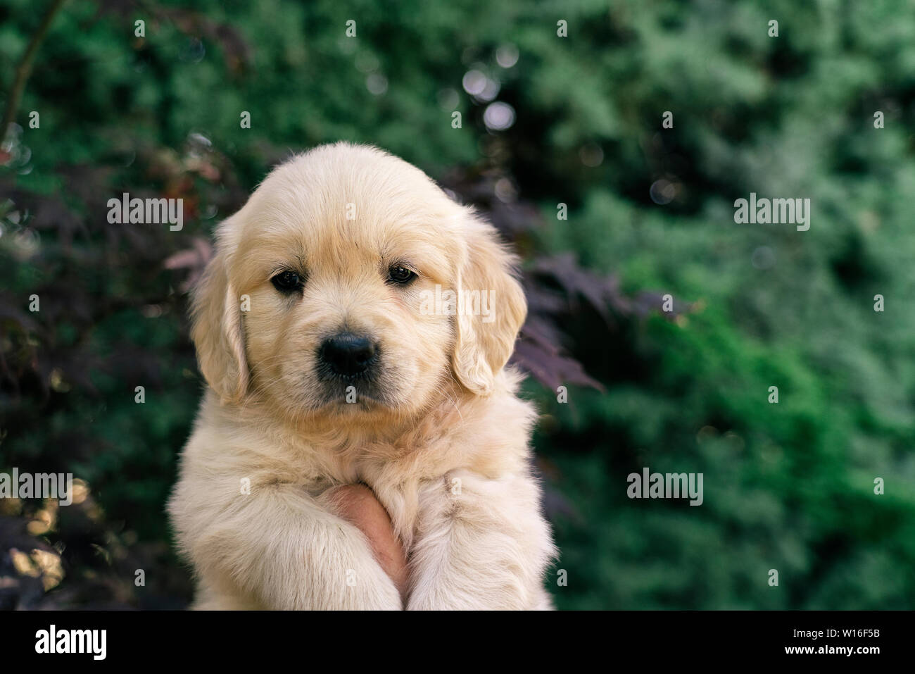 Un retrato de un lindo cachorro golden retriever de un mes en el jardín  Fotografía de stock - Alamy