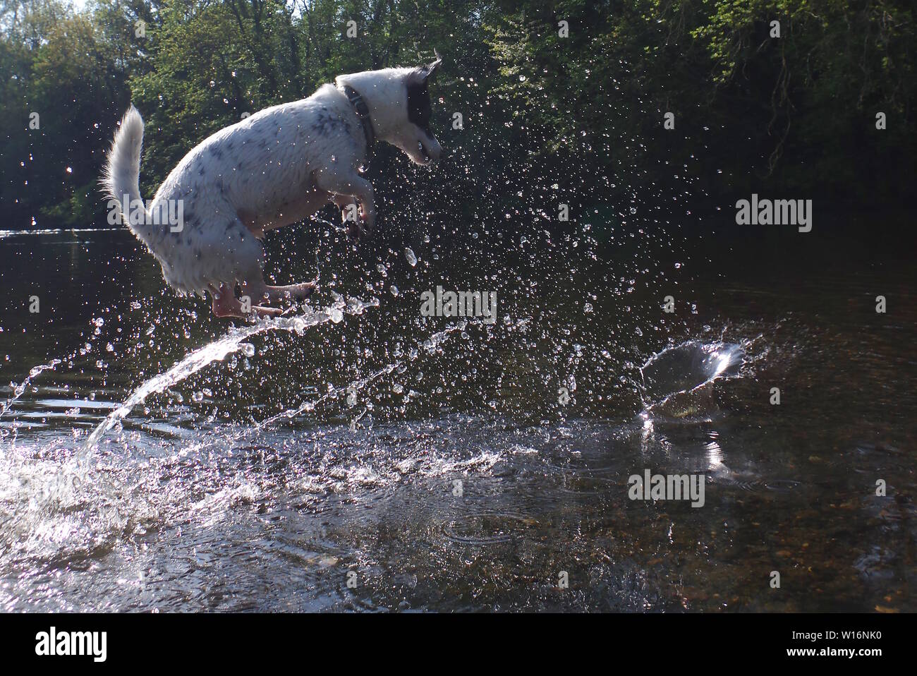 Jack Russell saltando en el río. Foto de stock