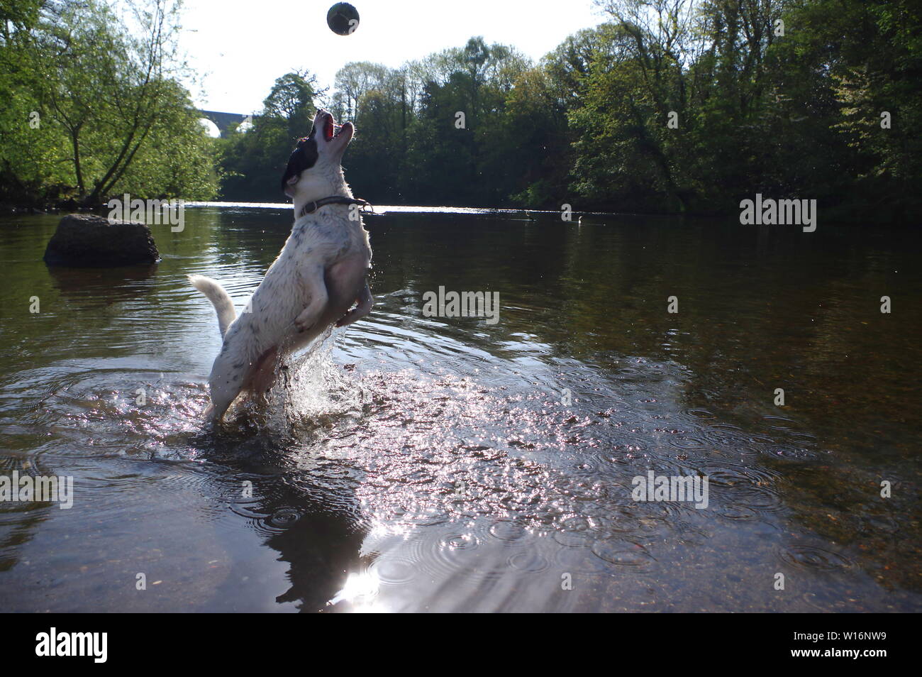Jack Russell saltando en el río. Foto de stock