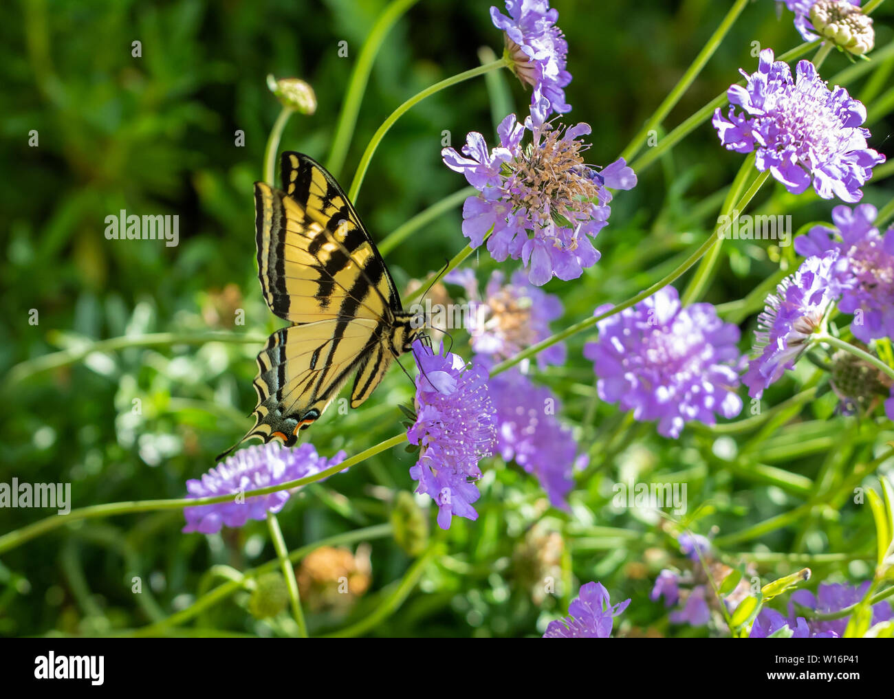 Mariposa, Tigre Occidental especie (Papilio rutulus) nectaring sobre púrpura acerico flores (Scabiosa) Foto de stock