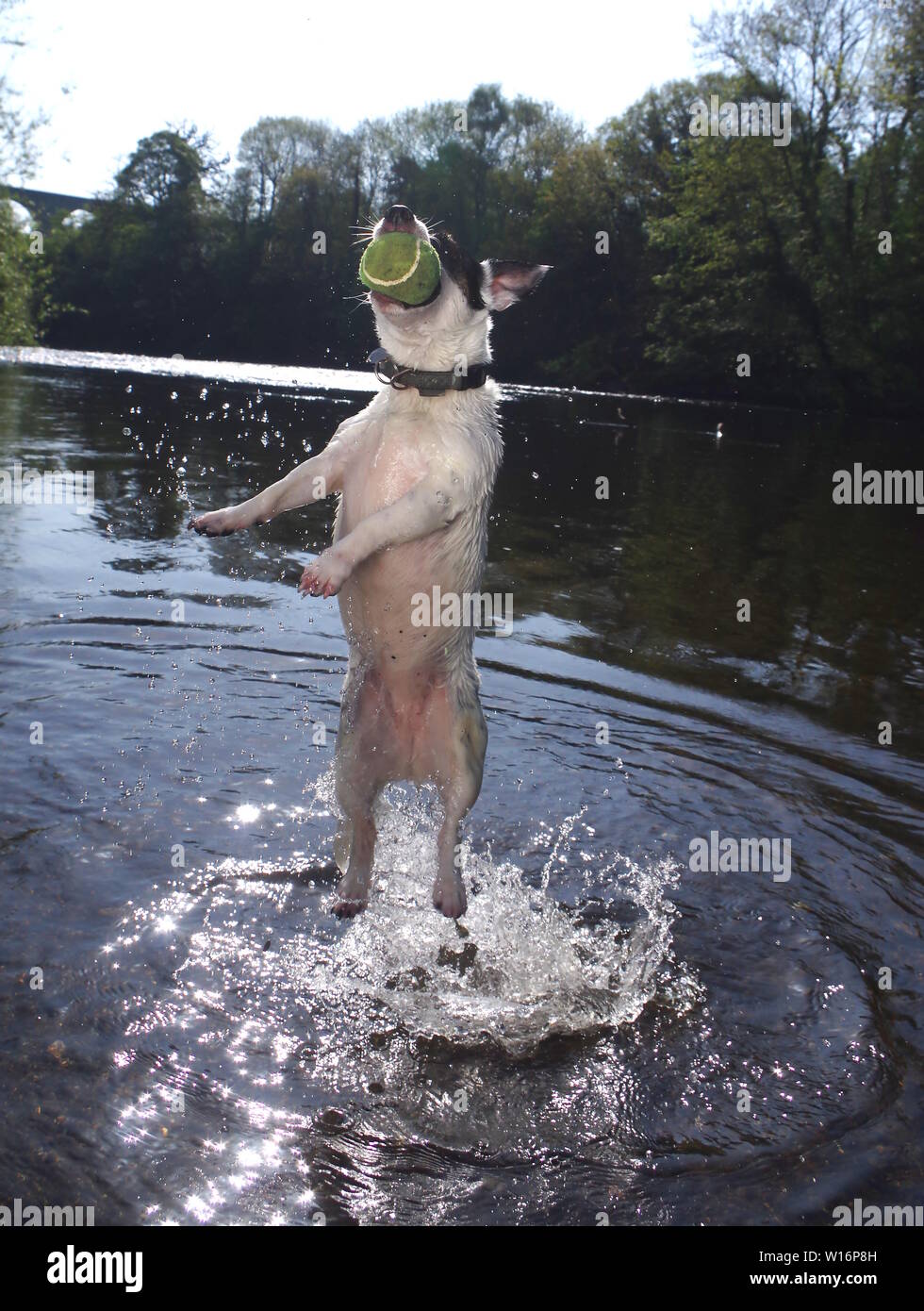 Jack Russell saltando en el río. Foto de stock