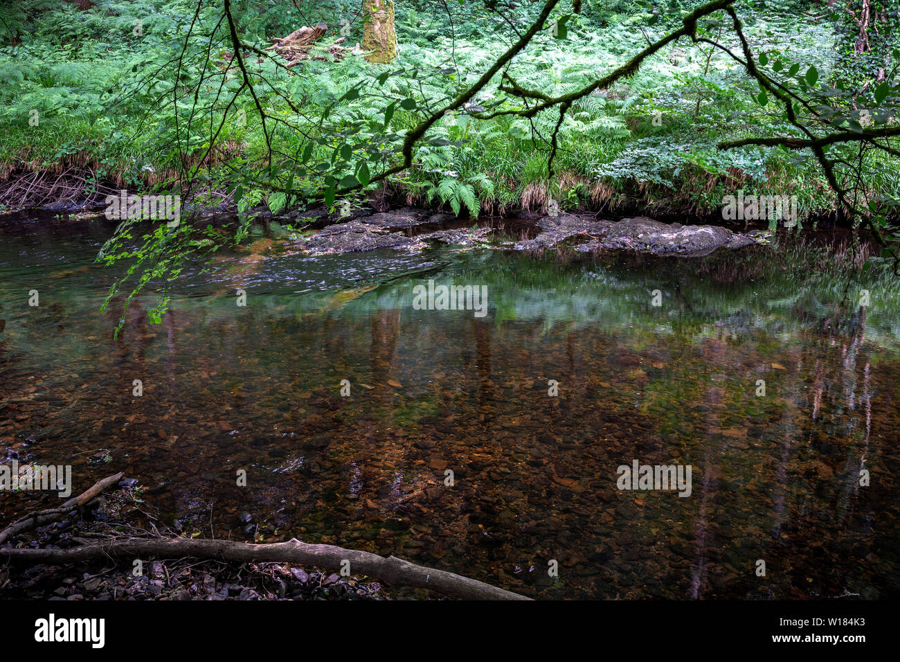 Río Teign,Dunsford,Dartmoor, el medio ambiente, la conservación del medio ambiente, ecologista, Sendero, diversión, de color verde hierba, Horizontal, el impresionismo Foto de stock