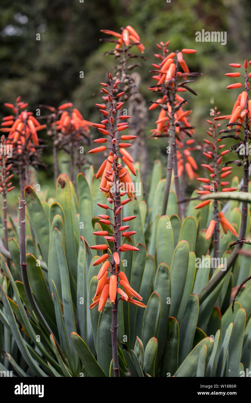 Planta de Aloe en flor. Espectaculares altos picos de flores tubulares de  color naranja brillante de un Aloe las especies suculentas en flor son  decorativas y duraderos Fotografía de stock - Alamy