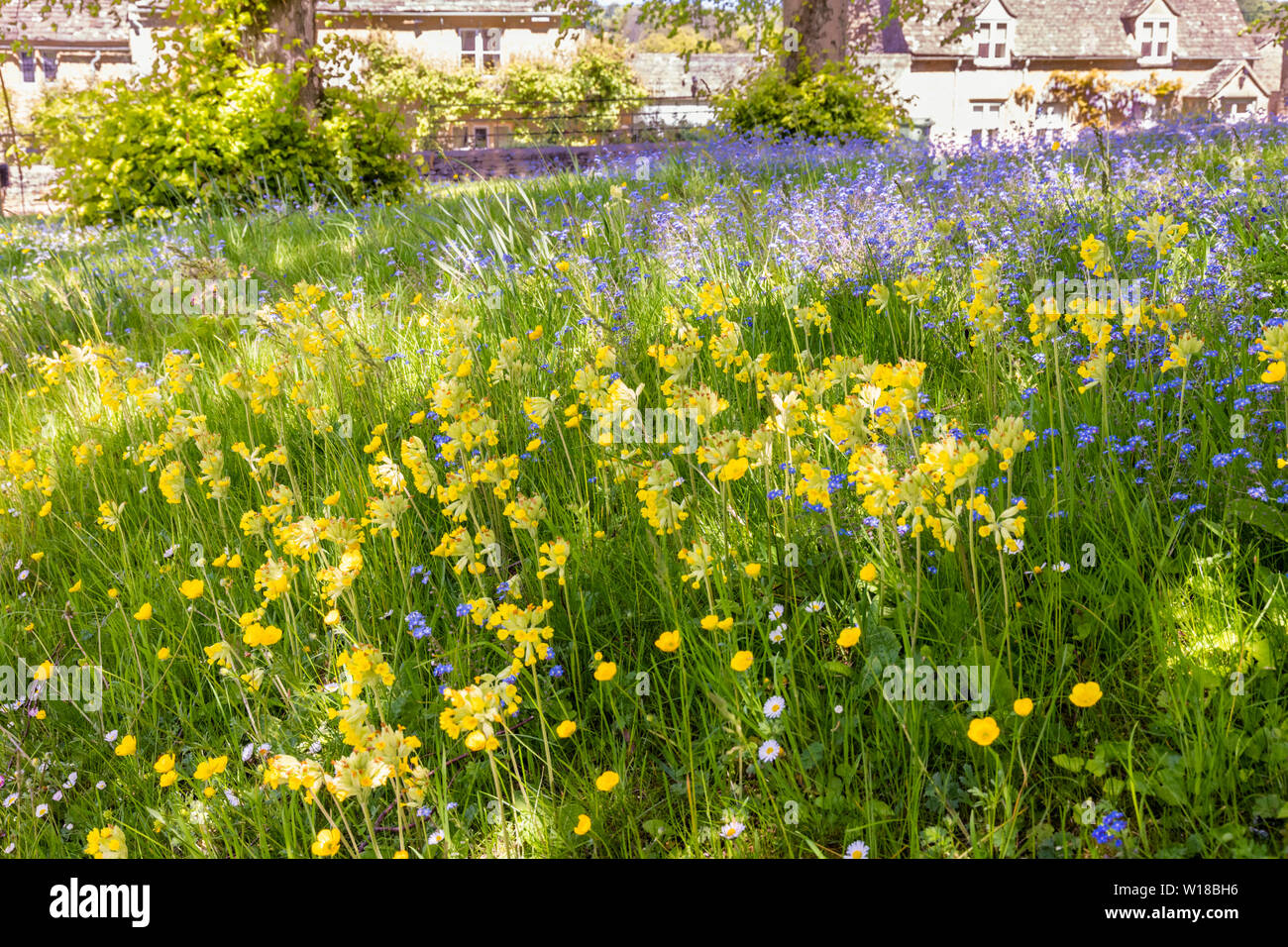 Flores de primavera en el verde, en la aldea de Cotswold Windrush, Gloucestershire, Reino Unido Foto de stock