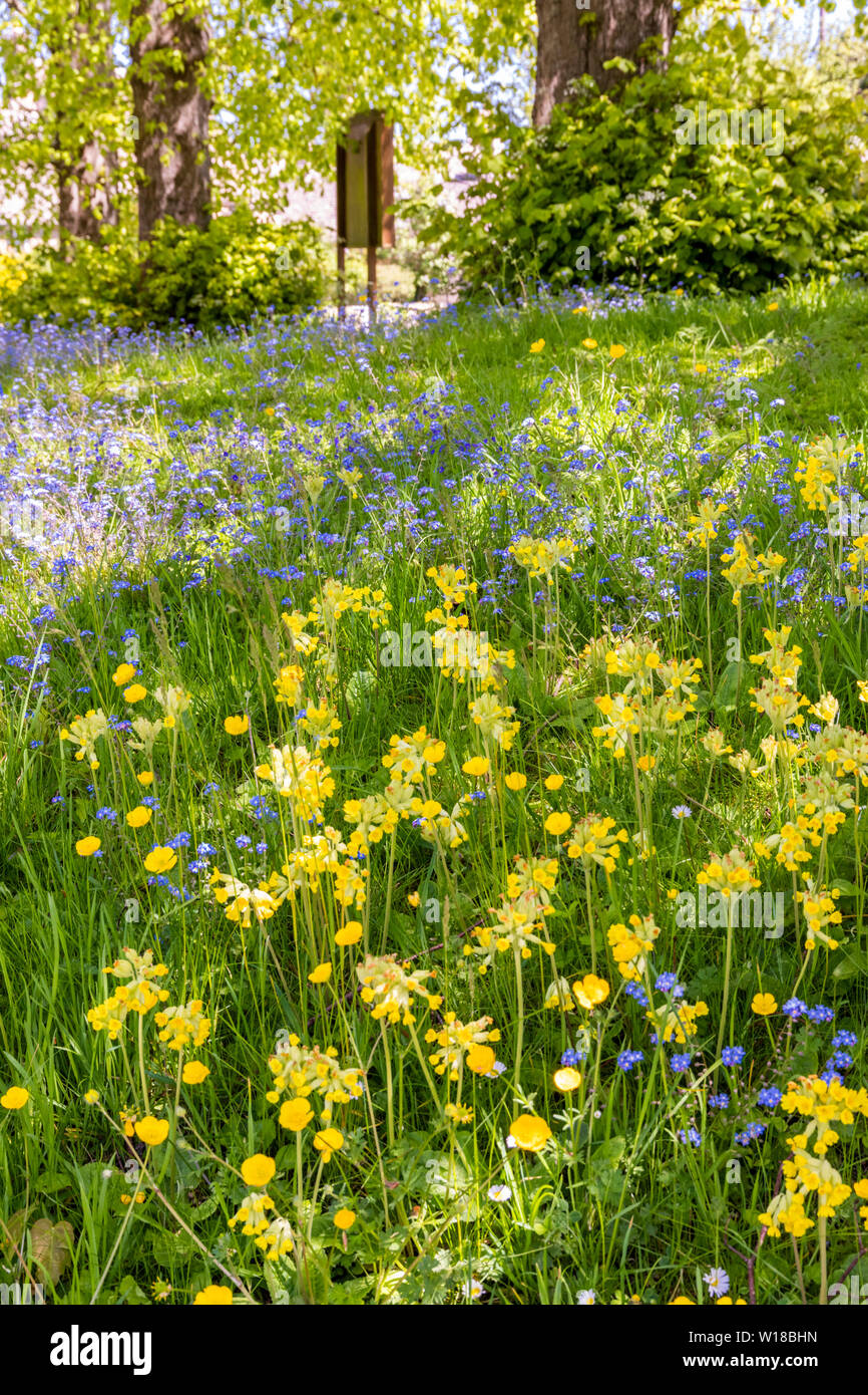 Flores de primavera en el verde, en la aldea de Cotswold Windrush, Gloucestershire, Reino Unido Foto de stock