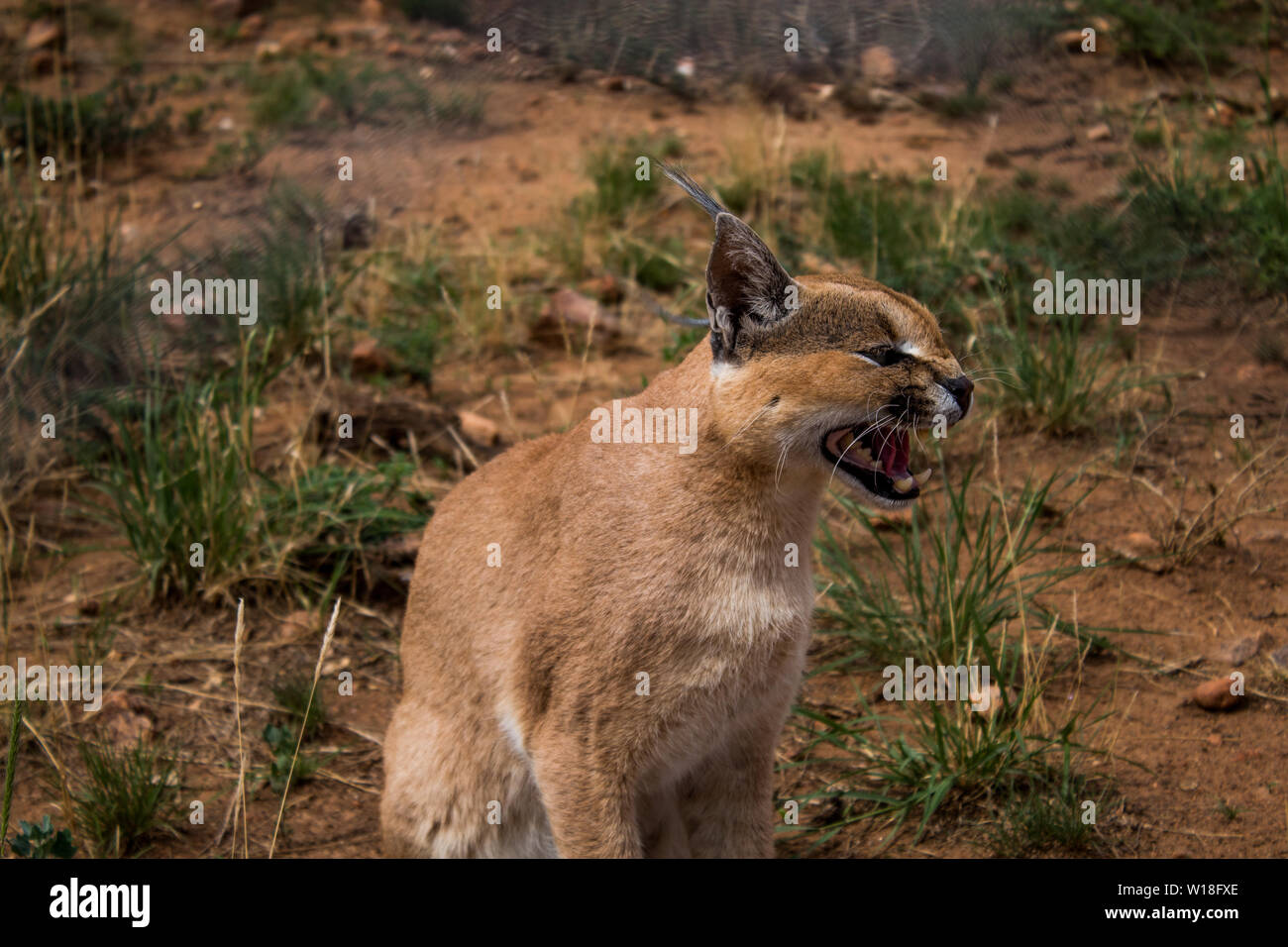 Gato caracal animal fotografías e imágenes de alta resolución - Alamy