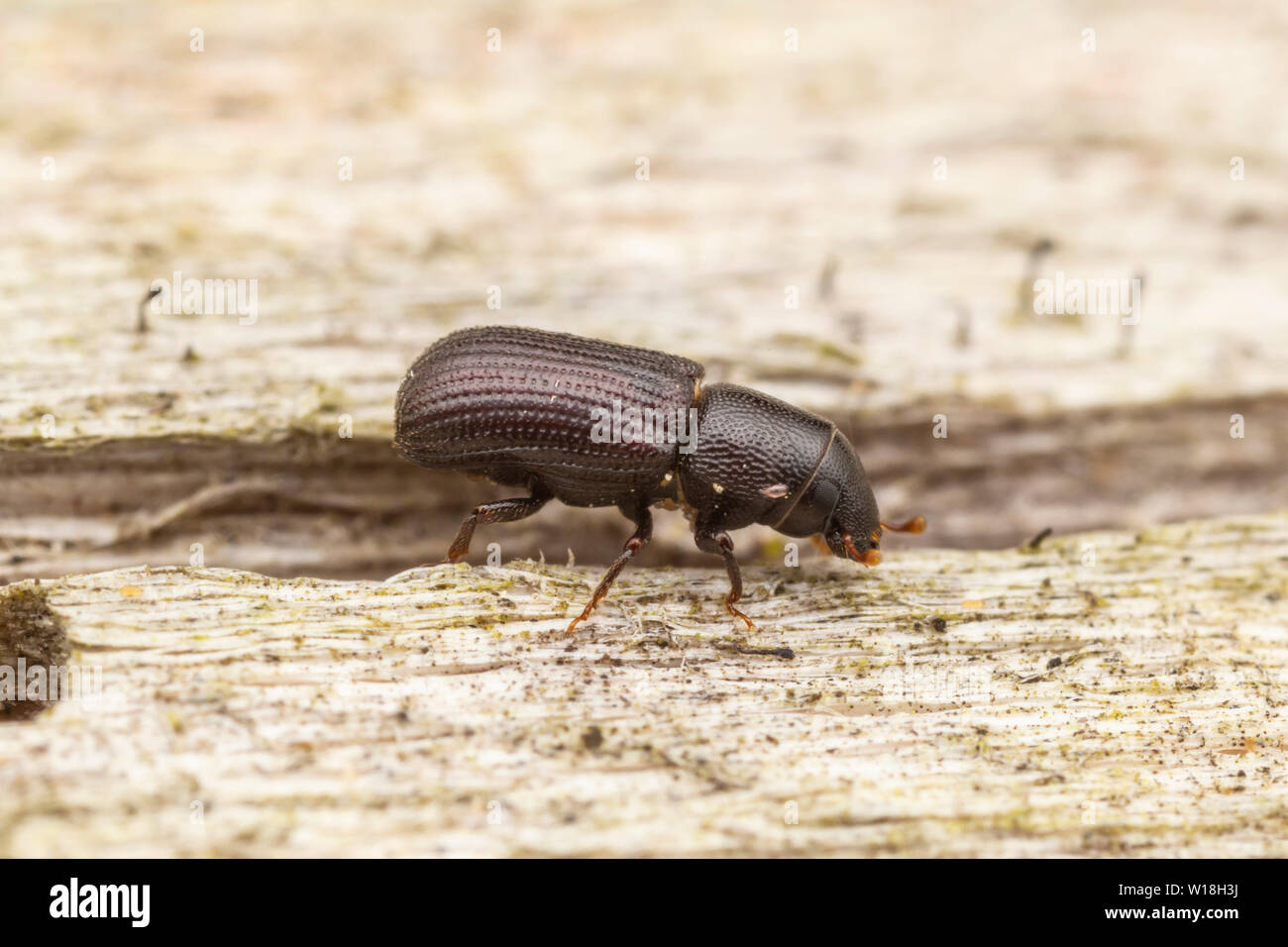 Hocico Escarabajo (Stenoscelis brevis) Foto de stock