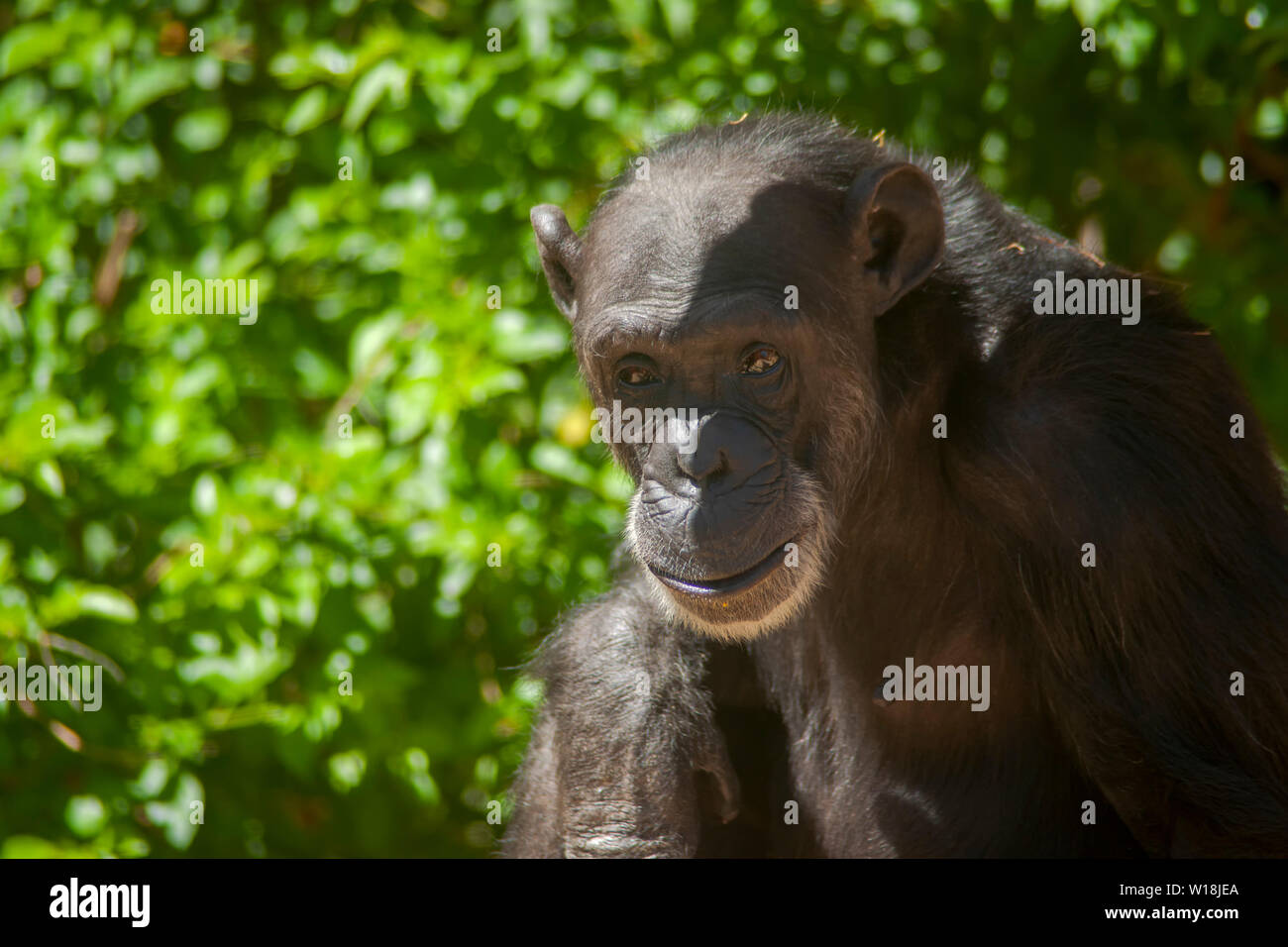 Los chimpancés adultos con una mirada tierna Foto de stock