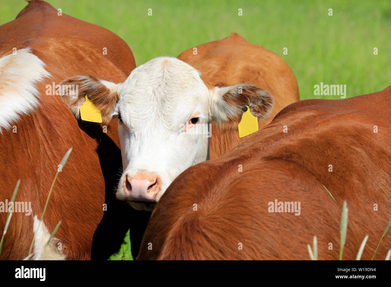 Retrato de una joven, pequeña vaca o novilla de pie en campo entre dos vacas en un día soleado de verano. Foto de stock