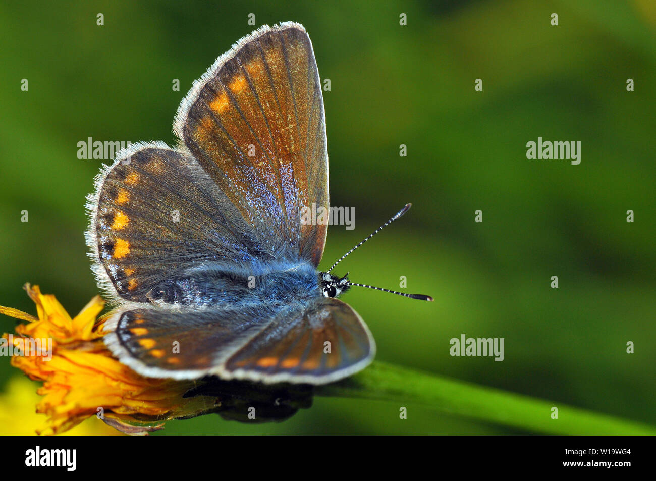 Azul común, Hauhechel-Bläuling, Gemeiner Bläuling, Polyommatus icaro, közönséges Boglárka Foto de stock