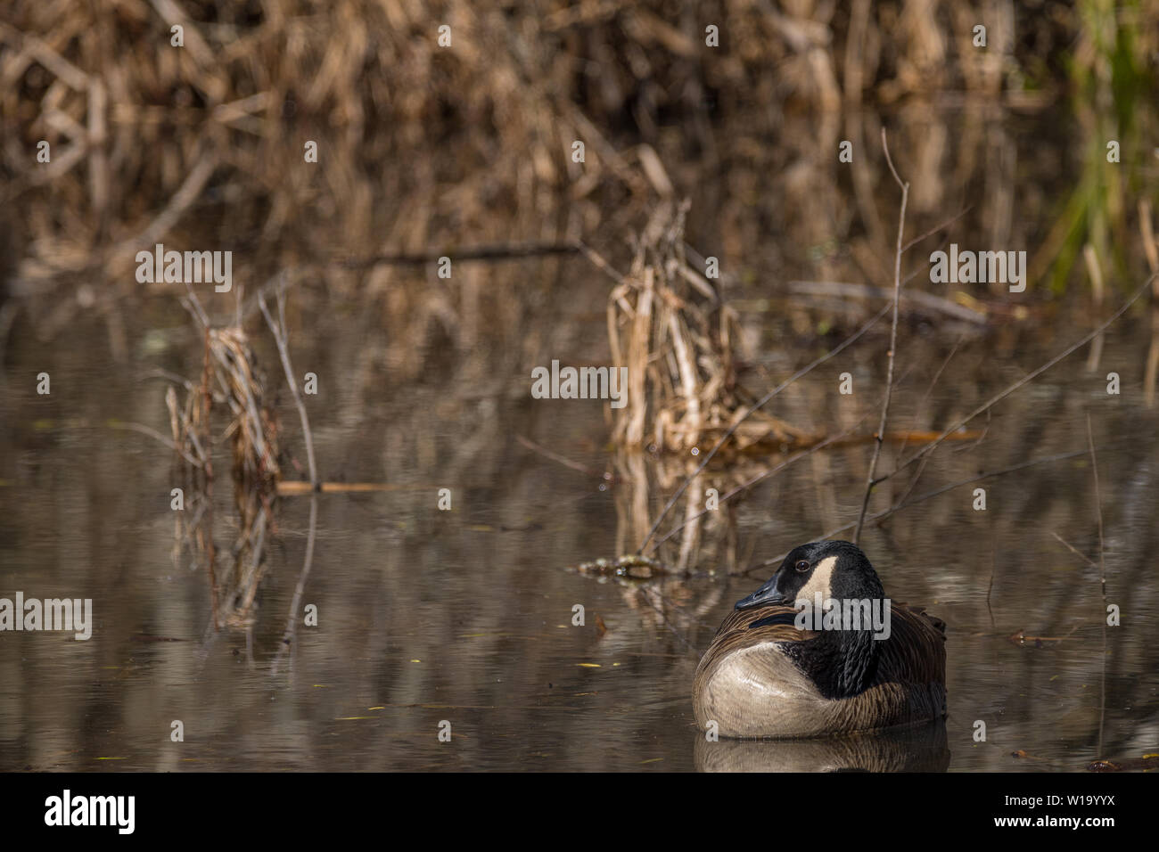 Un único ganso canadiense relajándose en un soleado día de invierno en los humedales Foto de stock