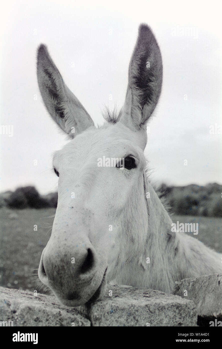 Burro Blanco Y Negro Fotos e Imágenes de stock Alamy
