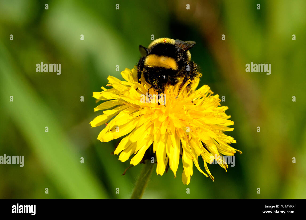 Un insecto del abejorro recogiendo néctar de una flor del diente de león y tiene una garrapata pegada en la banda amarilla en su espalda. Foto de stock
