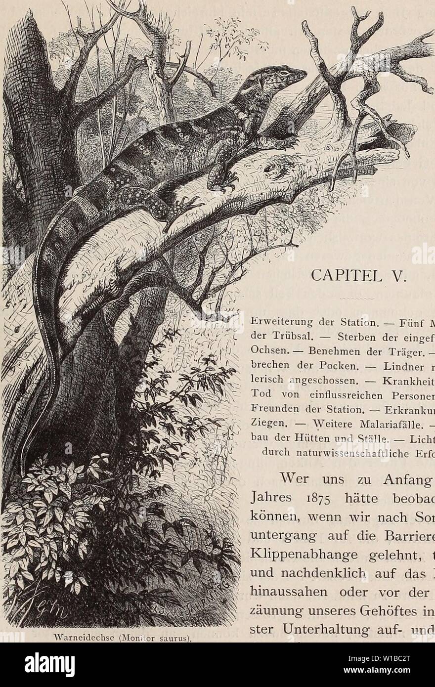 Imagen de archivo de la página 362 de Die Loango-Expedition ausgesandt von der. Die Loango-Expedition ausgesandt von der Deutschen Gesellschaft zur Erforschung Aequatorial-Africas, 1873-1876. Ein Reisewerk en drei Abtheilungen . dieloangoexpedi00gssf Año: 1888 CAPITEL V. Erweiterung der Station. - Fünf Monate der Trübsal. - Sterben der eingeführten Ochsen. - Benehmen Träger der. - Aus- brechen der Pocken. -- Lerisch angeschossen meuch Lindner. - Krankheiten. - Tod von Freunden einflussreichen Personen und der Station. - Ziegen Erkrankung der. - Weitere Malariafalle. - Um der Bau- und Hütten Stäl Foto de stock