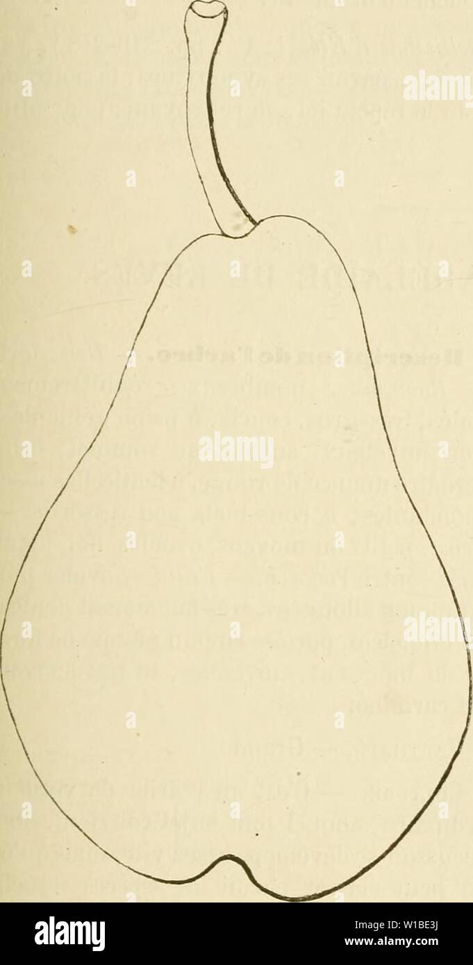 Imagen de archivo de la página 378 del Dictionnaire de pomologie, contenant l'histoire. Dictionnaire de pomologie, contenant l'histoire, la descripción, la figura frutas des anciens et des modernes frutos les plus connus gÂnÂralement et cultivÂs . dictionnairedepo02lero Año: 1867 MAD 369 642. Poire de Madame. Synonymes. Â poires : 1. De Hallum ( Herman Fructolcgie Knoop, 1771, 2e partie, págs. 84-85). Â 2. Bonne Hallemine {Id Ibíd.; et Decaisne, Le Jardin du MusÃum afrutado de lo habitual, 18S8, t. I). Â 3. Windsor (Liadley, guía de la huerta y cocina de vanguardia.n, 1831, pág. 350, d' 39 ; _ et Decaisne, le Jardi Foto de stock