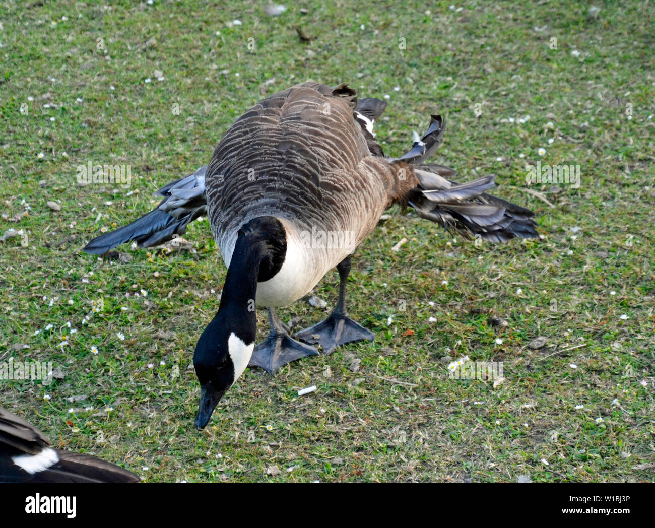 Canada goose bird clearance que significa