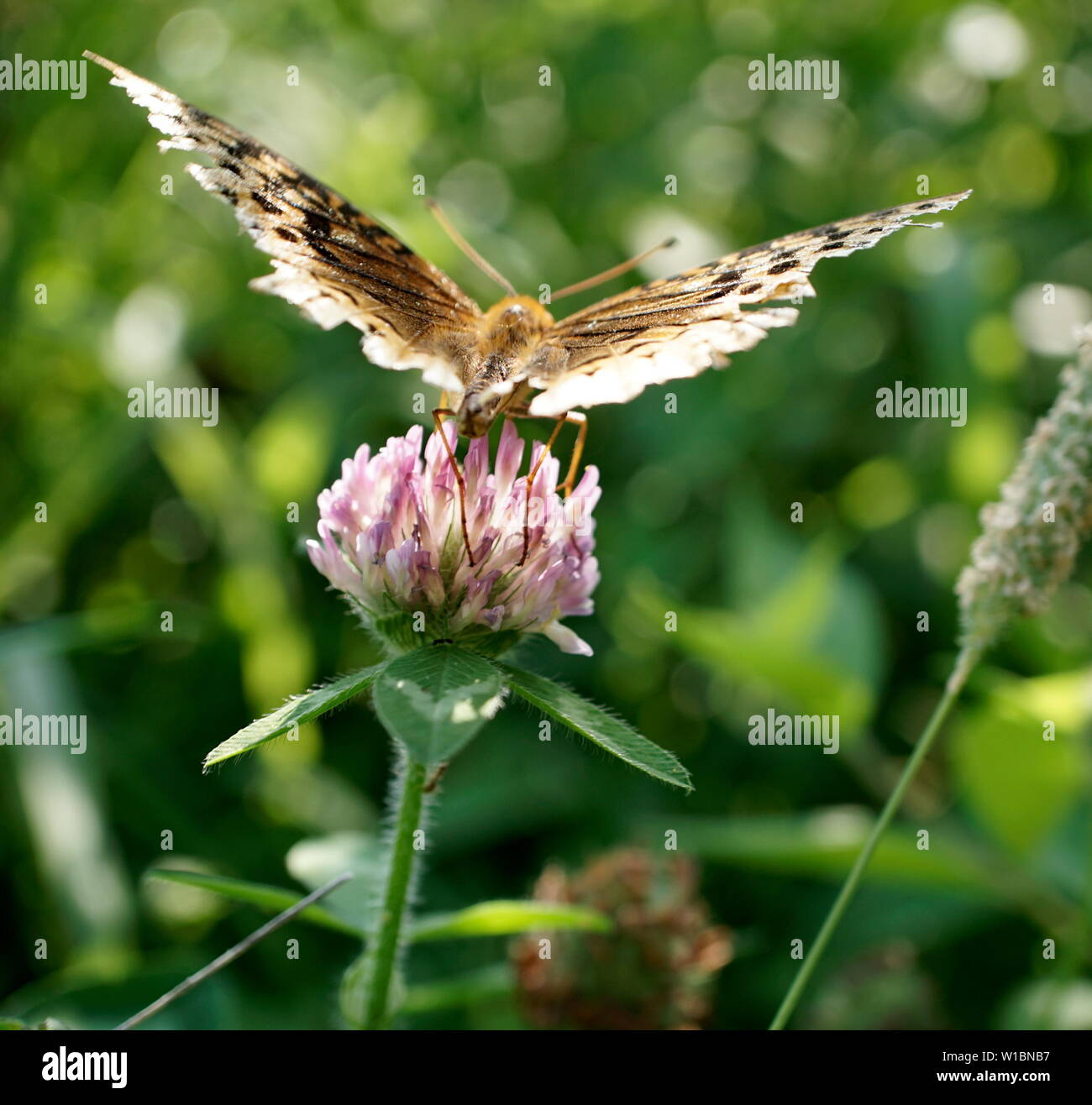 Moth en una flor de trébol Foto de stock