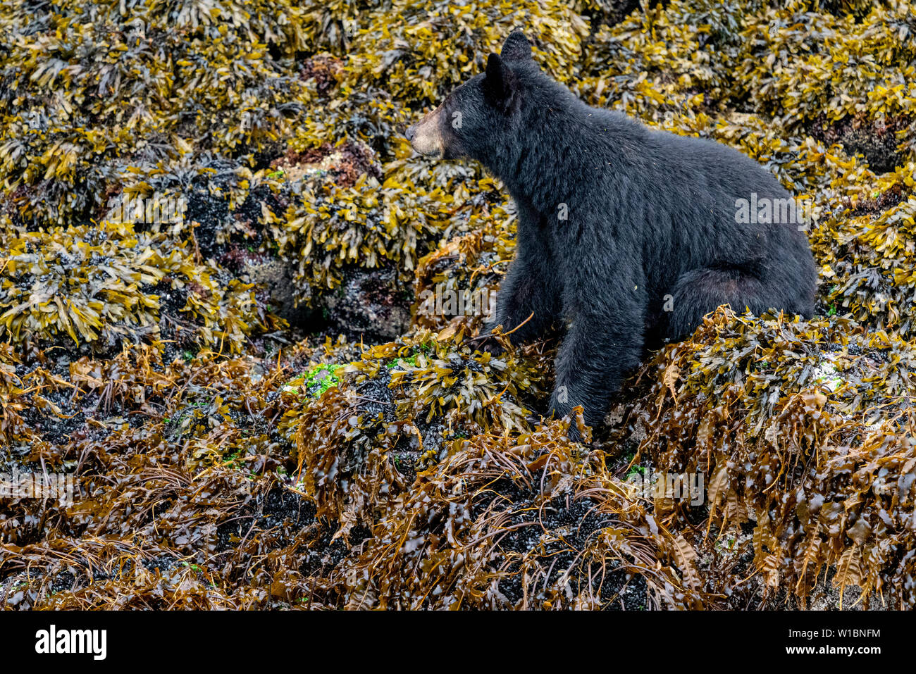 Forrajeo de oso negro, siendo muy alerta en el país de oso grizzly, durante la marea baja en Knight Inlet, Territorio de las primeras Naciones, Bosque lluvioso de los grandes Osos Foto de stock
