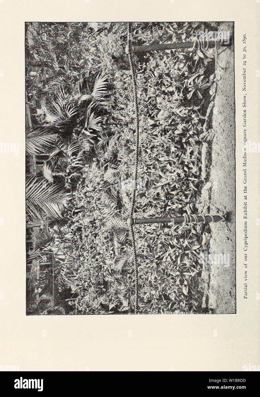 Imagen de archivo de la página 45 del Estudio Descriptivo Catálogo Ilustrado de nuevo. Estudio descriptivo catálogo ilustrado de nuevas y raras, plantas, semillas y bulbos . descriptiveillus1893Unidad Año: 1893 Foto de stock