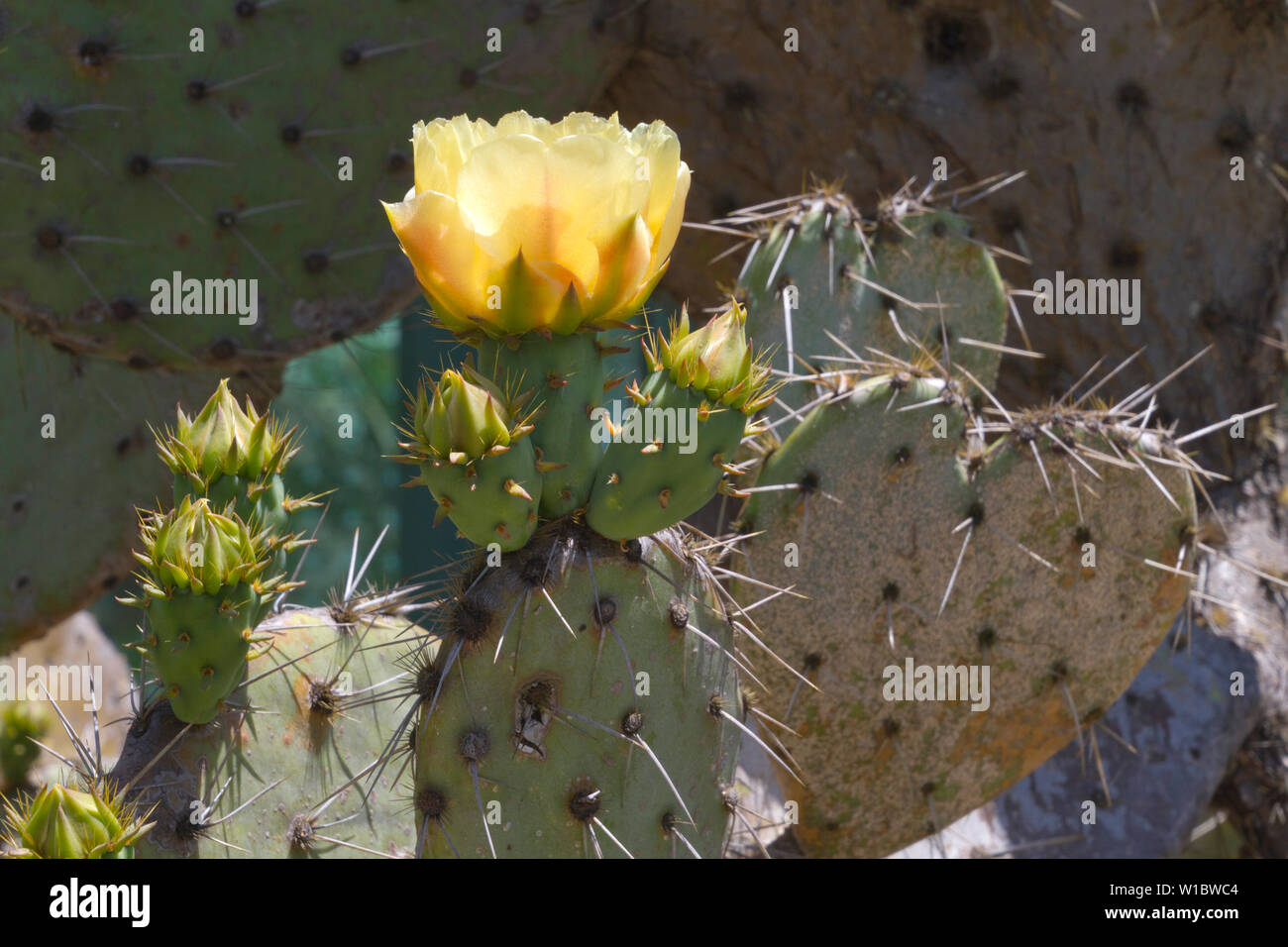 Detalle de una flor de nopal con una gran flor amarilla, espinas y brotes Foto de stock