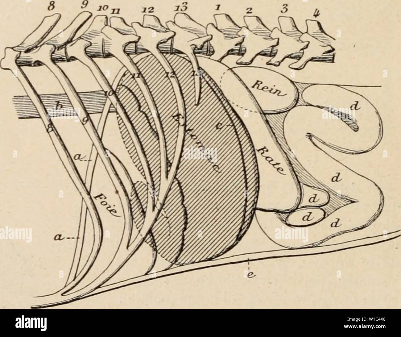 Imagen de archivo de la página 527 del Dictionnaire de physiologie (1898). Dictionnaire de physiologie . dictionnairedeph03ricos Año: 1898 kg. 99.  Eslomac vide dans sa posición naturelle (vue latÃ- rale d'une prÃparation congelÃe). D'après Ellenberger et Baum. Le contorno de la partie de l'estomac situÃe sous le foie- ainsi que le contorno de la partie du rein situÃe sous la tasa nominal indiquÃs sont des lignes pointillÃes.  Una, diapliragnic (coupÃ); 6, Åsophage; c, inserción du grand Ãpiploon: d, lacets circonvolutions ou de l'intestin grêle; e, paroi abdo- minale.  8×13 cía'tes. entre en contacto Foto de stock