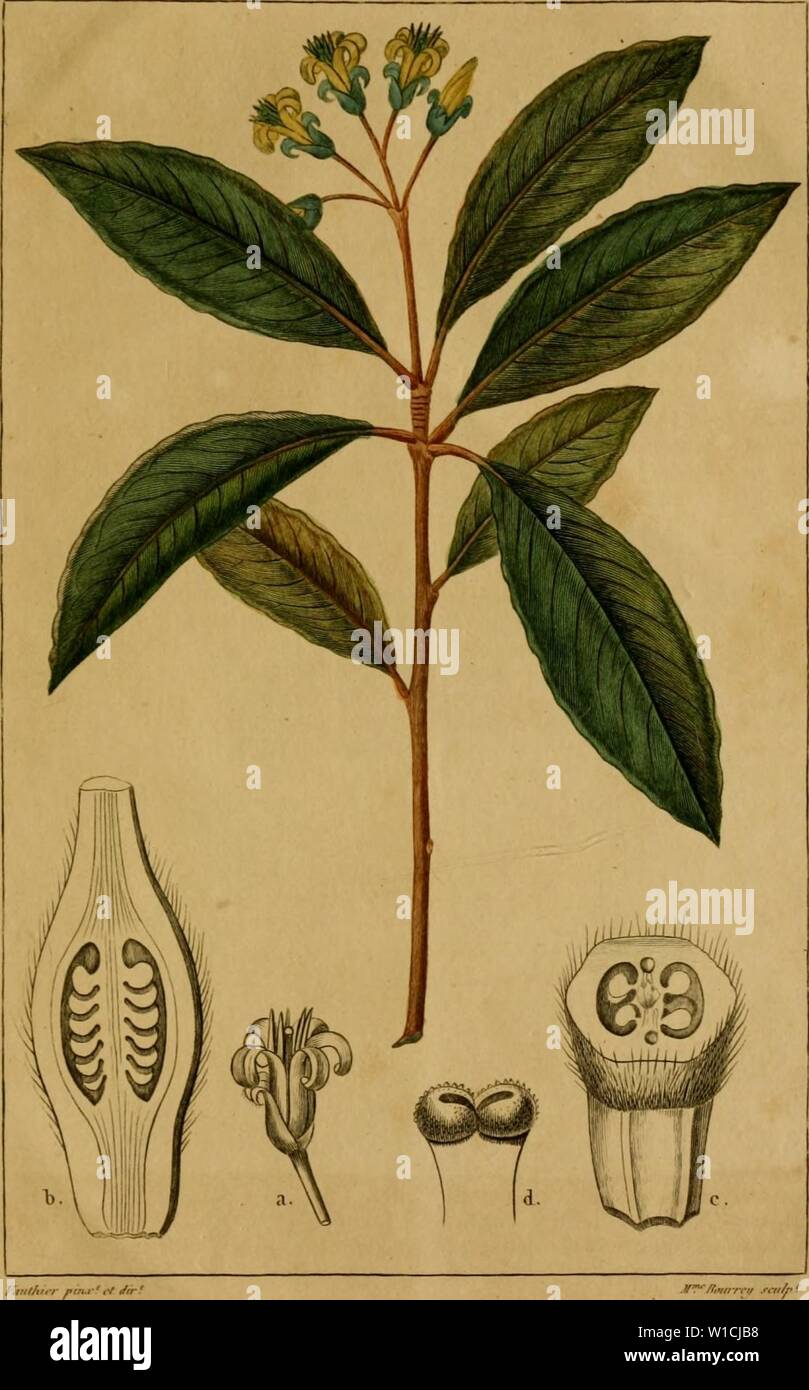 haga turismo psicología dinastía Imagen de archivo de la página 666 del Dictionnaire classique d'histoire naturelle (1822). Classique Dictionnaire d'histoire naturelle . dictionnaireclas13bory Año: 1822 PÎTTOSl'Olir. ONDULE. PITTOSPO/ICM ll)( I. tTl M. Andi Fotografía de stock - haga turismo psicología dinastía Imagen de archivo de la página 666 del Dictionnaire classique d'histoire naturelle (1822). Classique Dictionnaire d'histoire naturelle . dictionnaireclas13bory Año: 1822 PÎTTOSl'Olir. ONDULE. PITTOSPO/ICM ll)( I. tTl M. Andi Fotografía de stock -