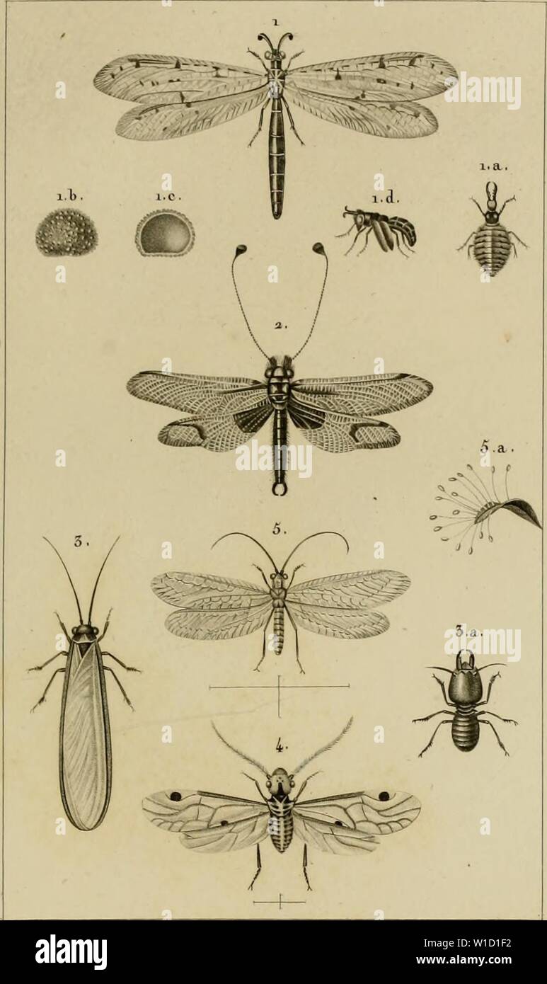 Imagen de archivo de la página 84 del Dictionnaire des Sciences Naturelles, dans. Dictionnaire des Sciences Naturelles, dans lequel sobre diffÃrens êtres mÃthodiquement traité des de la naturaleza, ne soit considÃrÃs eux-mêmes, d'après l'Ãtat actuel de nos connoissances, soit relativement à l'utilità qu'en la mÃdecine peuvent retirer, l'Agricultura, le commerce et les artes. Suivi d'une biographie des plus cÃlèbres naturalistes . dictionnairedes06cuvi Año: 1816 ZOOLOGIE. JEMTOMOZOGm. Nevroptères. |i.FoiiriIlillOIl c/e/iurmù-.xdL.-j'un larve../aeoue me vue en (IE/iÃ"NF-C'Id.vue en t/IE/a/î..'l Foto de stock
