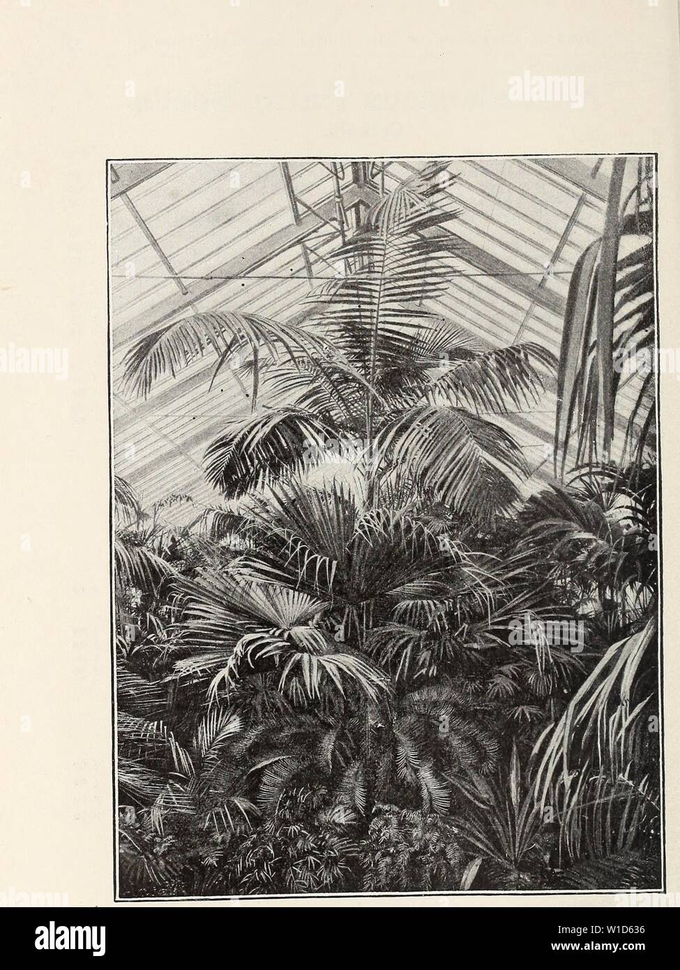 Imagen de archivo de la página 91 del Estudio Descriptivo Catálogo Ilustrado de nuevo. Estudio descriptivo catálogo ilustrado de nuevas y raras, plantas, semillas y bulbos . descriptiveillus1893Unidad Año: 1893 una vista en uno de nuestros Palm-Houses. Foto de stock