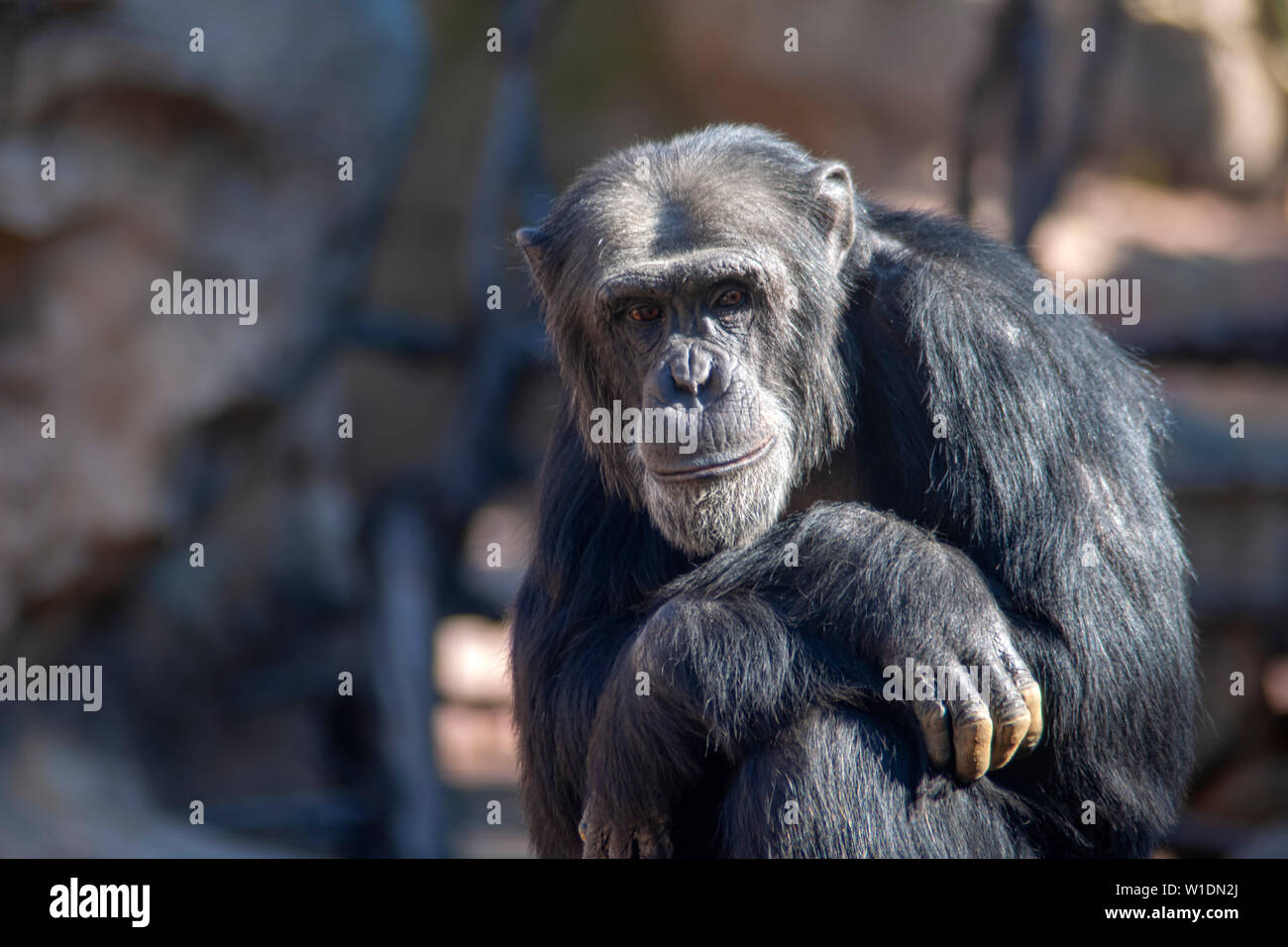 Los chimpancés adultos con una mirada tierna Foto de stock