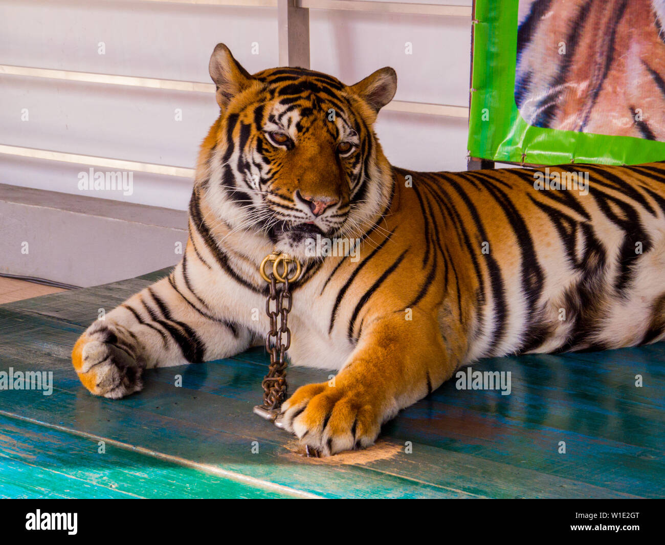 Tigre en cadena para la foto con los turistas en el jardín botánico  tropical Nong Nooch, Pattaya, Tailandia Fotografía de stock - Alamy