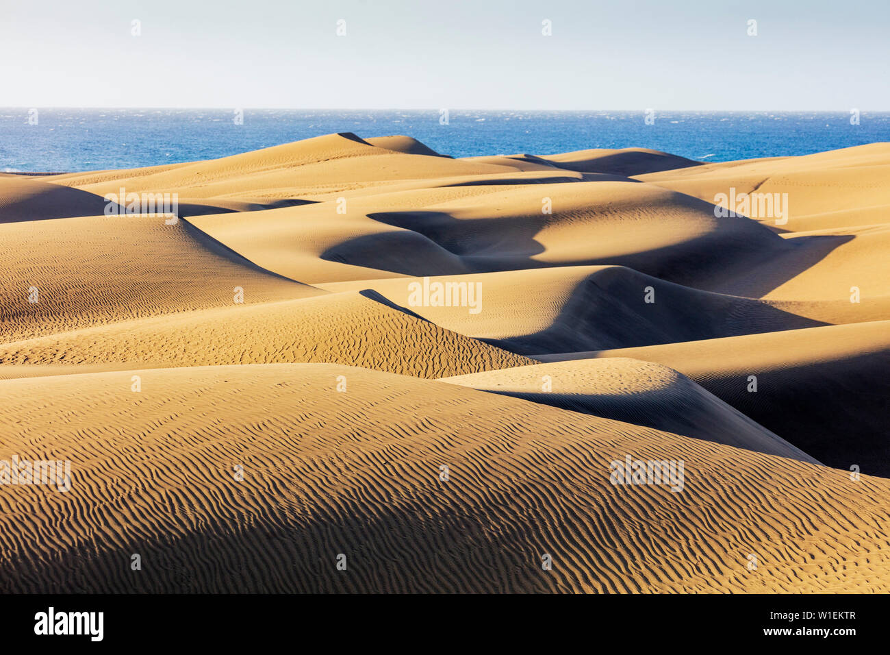 Reserva Natural de las dunas de Maspalomas, Gran Canaria, Islas Canarias, Atlántico, Europa Foto de stock