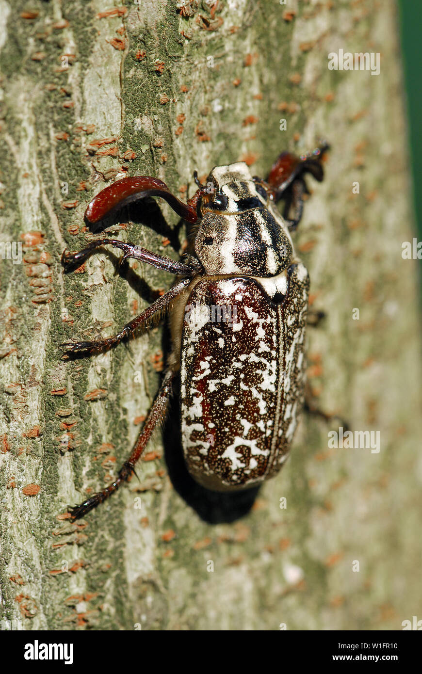 Polyphylla fullo, Walker, Türkischer Maikäfer Foto de stock