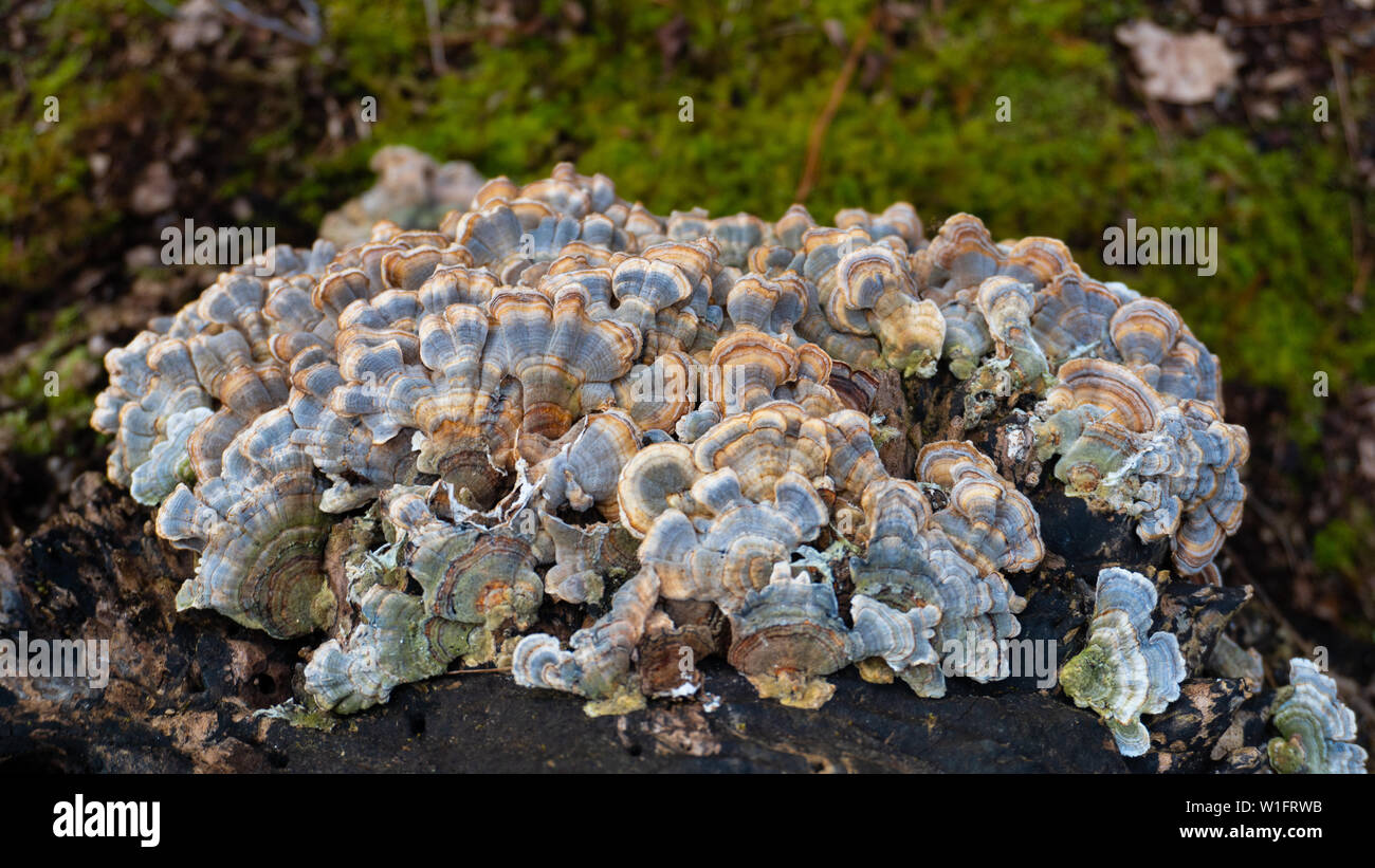 Turquía Tail (Trametes versicolor) cultivo de setas en un decadente tocón. Un clúster de vibrante azul y amarillo de hongos que crecen en el medio silvestre. Estas hierbas Foto de stock