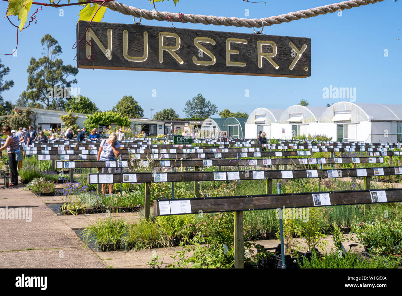 Vivero de plantas en el jardín de Beth Chatto Elmstead, Colchester, Suffolk, Reino Unido Foto de stock