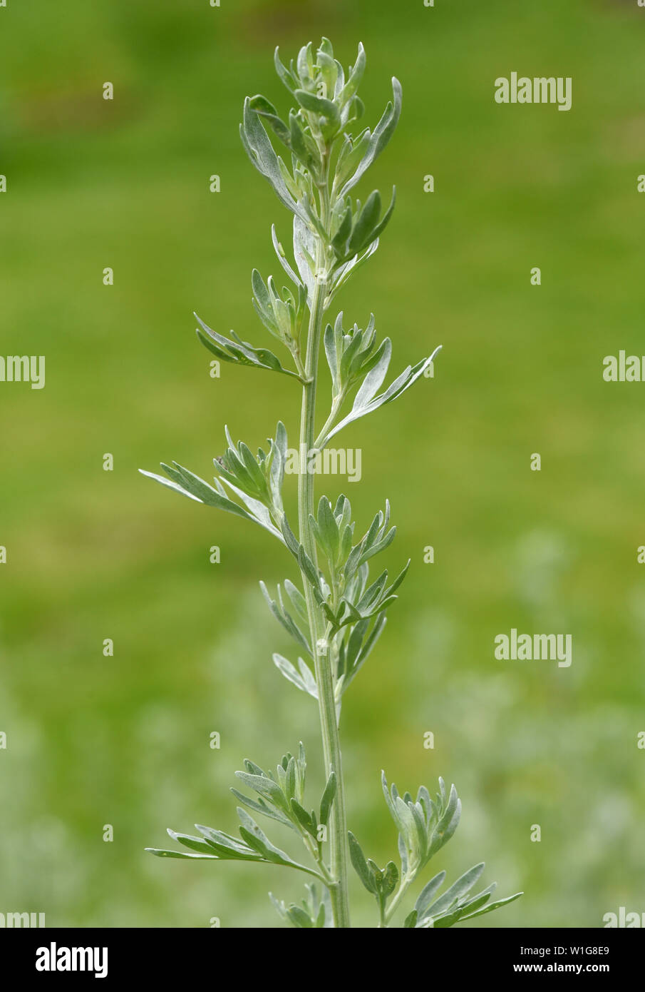 Wermut, Artemisia absinthium, Foto de stock