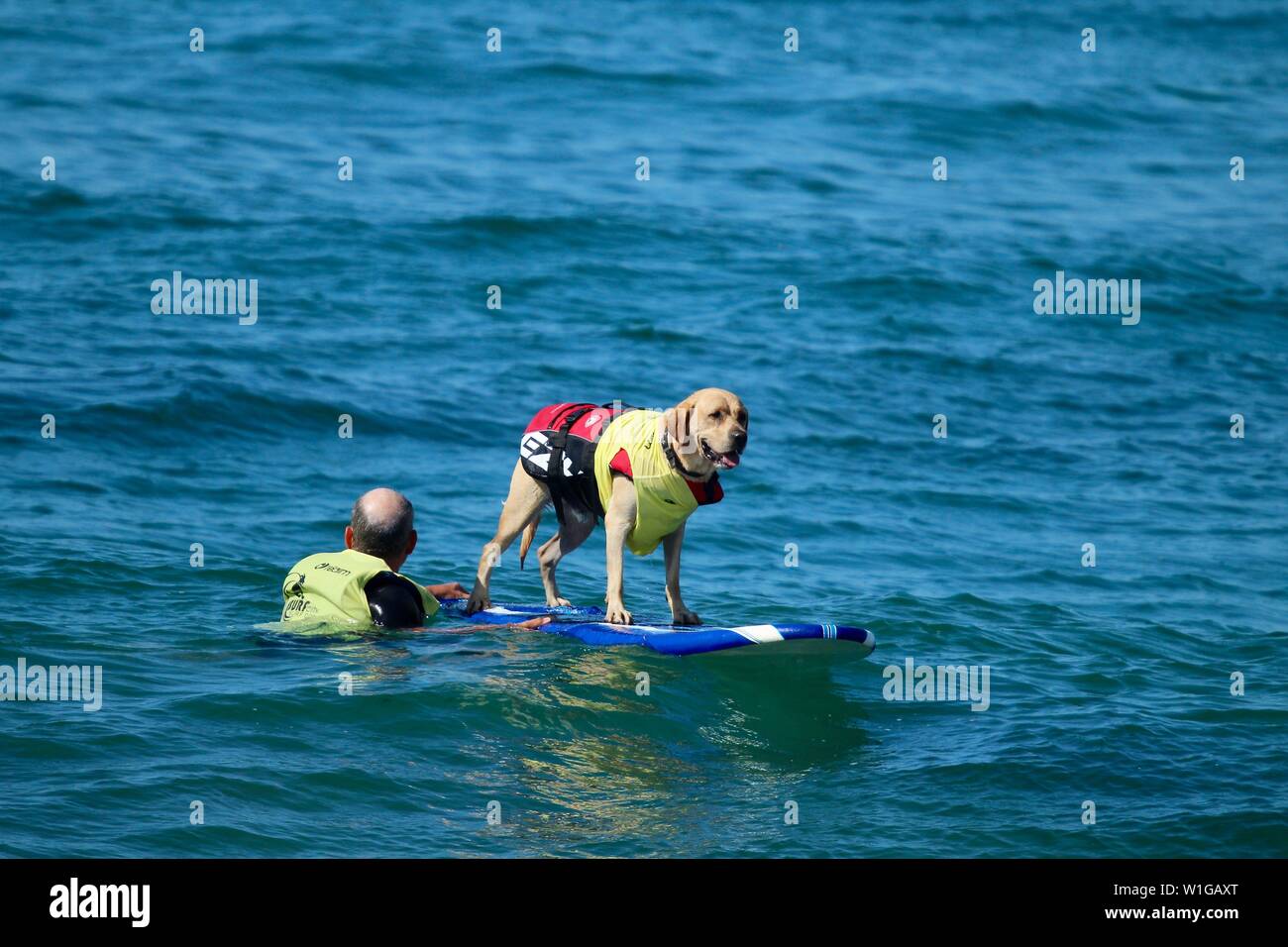 Labrador retriever amarillo surf en una competencia de surfing de perro Foto de stock
