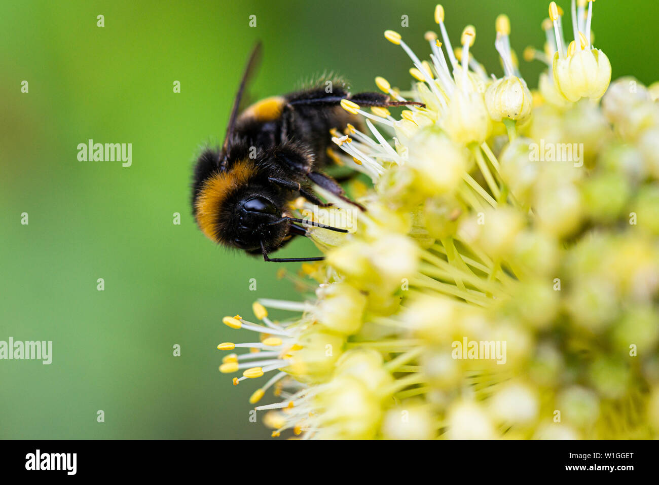 Un abejorro en desequilibrada: cebolla (Allium obliquum) Foto de stock