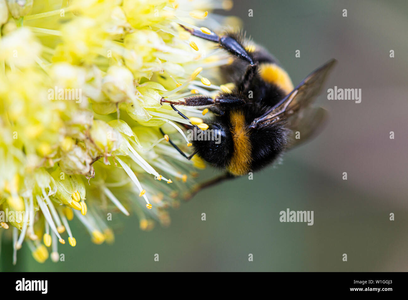 Un abejorro en desequilibrada: cebolla (Allium obliquum) Foto de stock